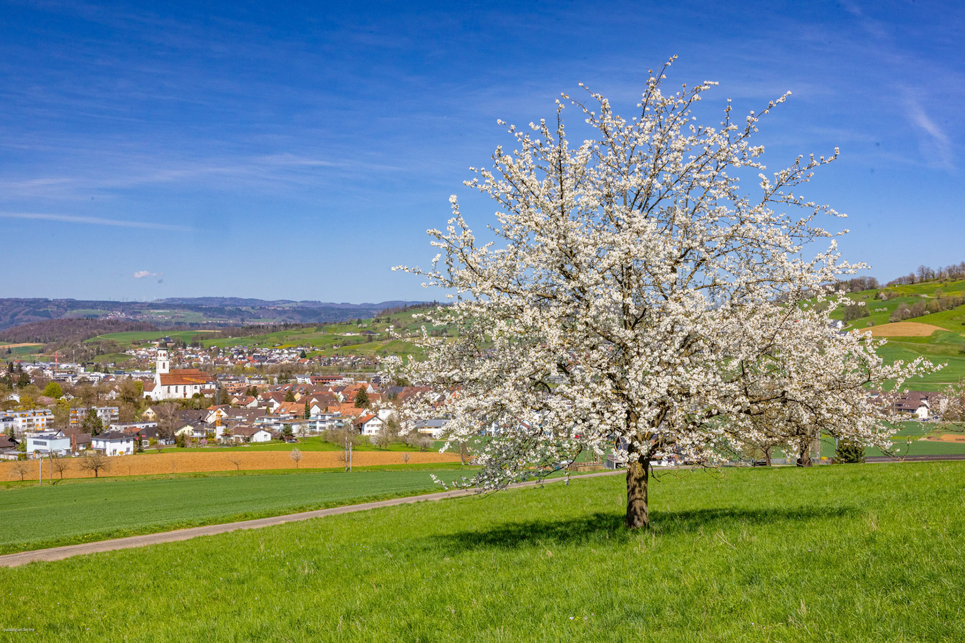 Chriesibluescht am Kornberg