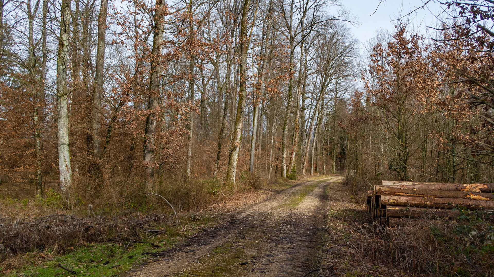 Waldweg auf dem Leischberg