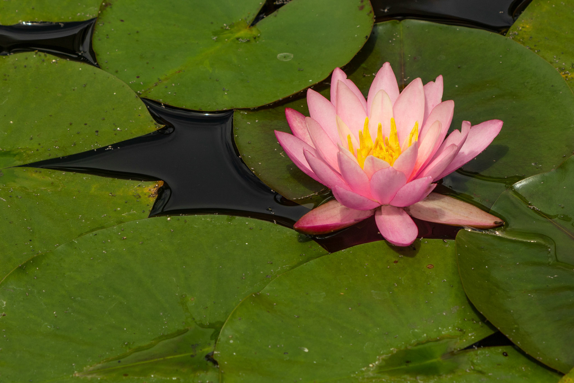 Seerose