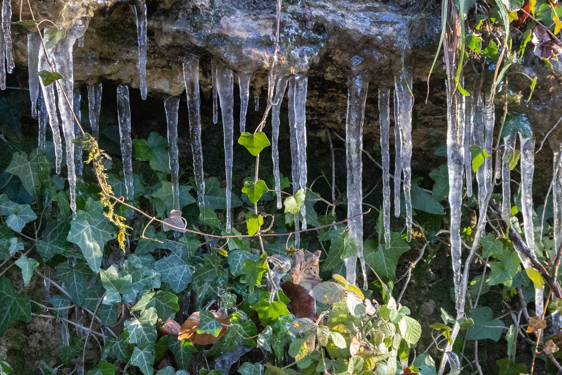 Eiszapfen im Wald