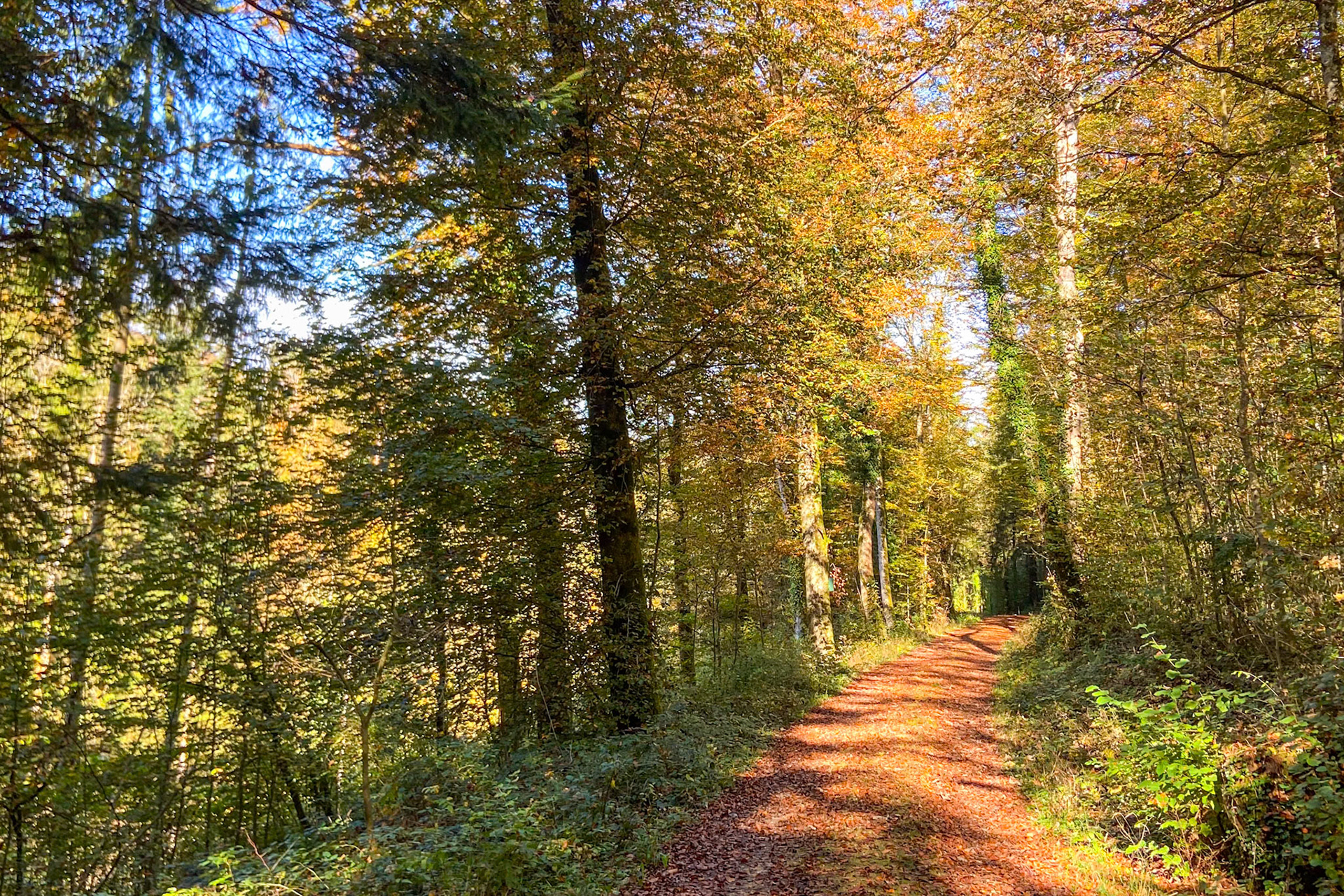 Herbstbilder