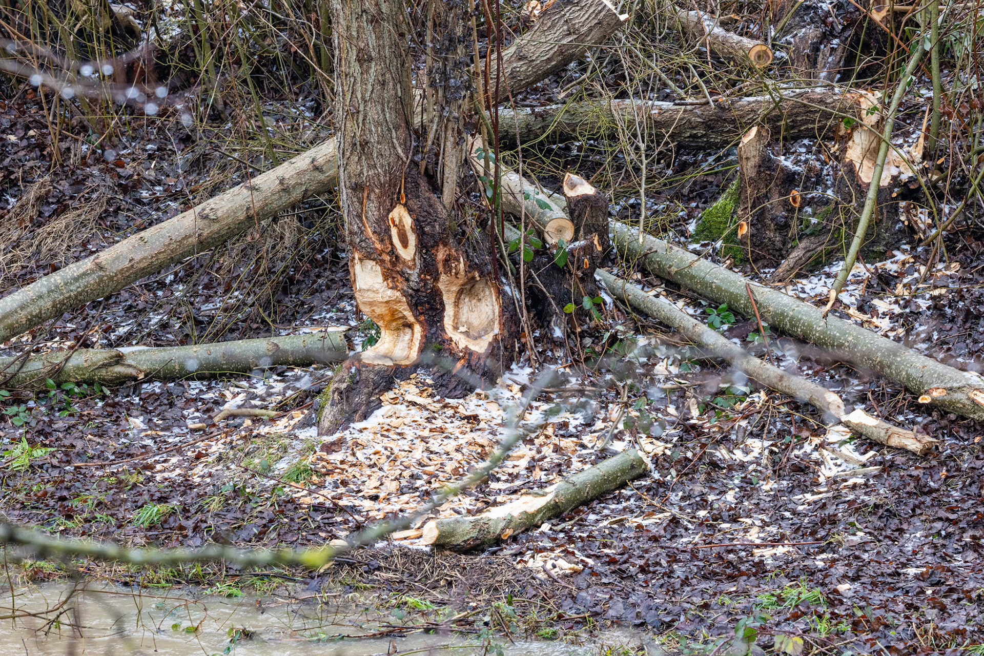 Biberschaden an der Sissle