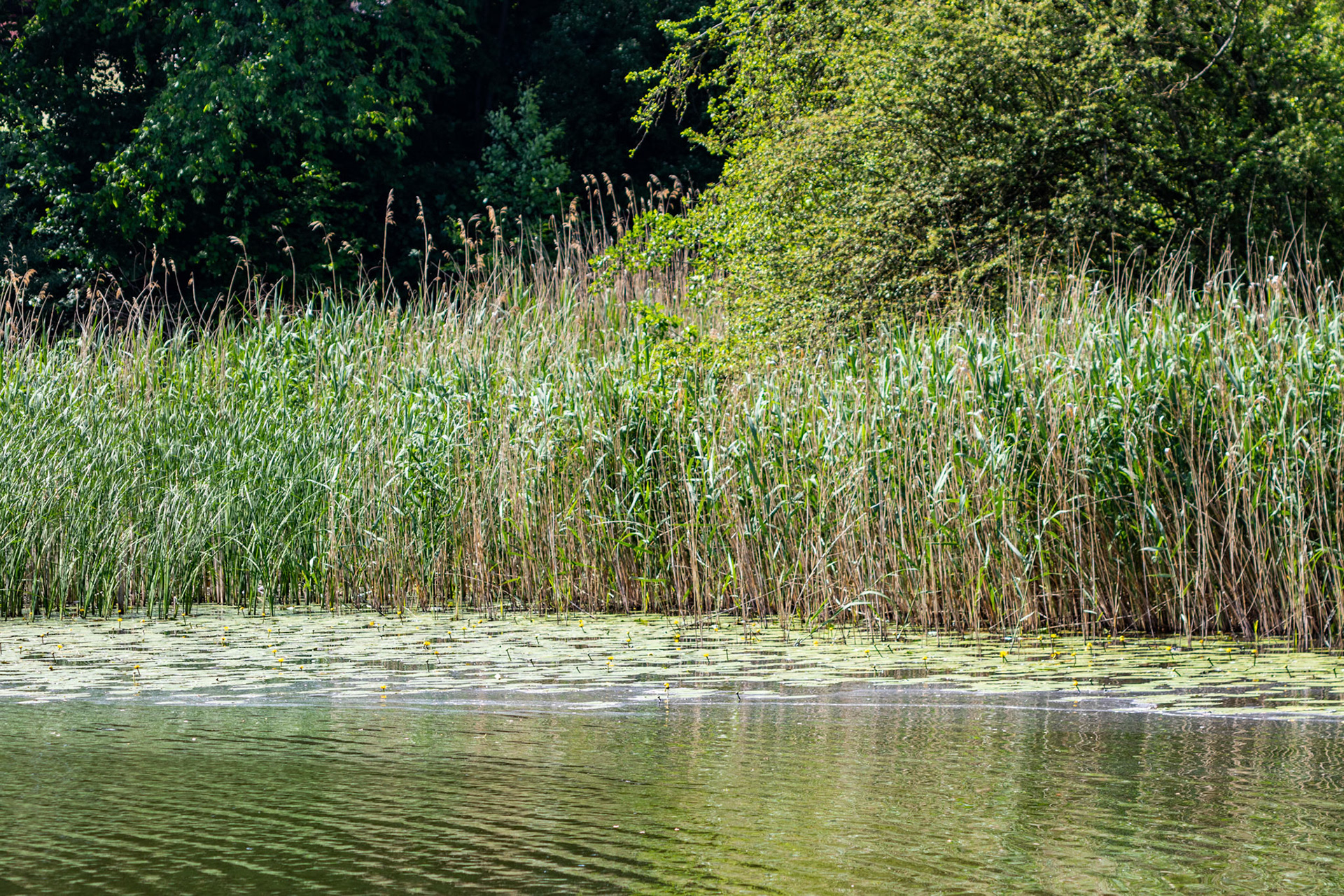 Ziegeleiweiher
