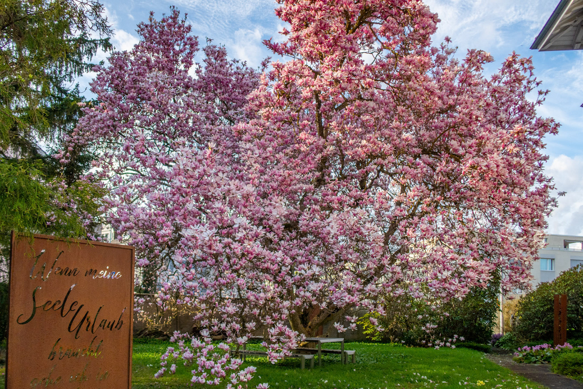Tulpen-Magnolie (Magnolia × soulangeana)