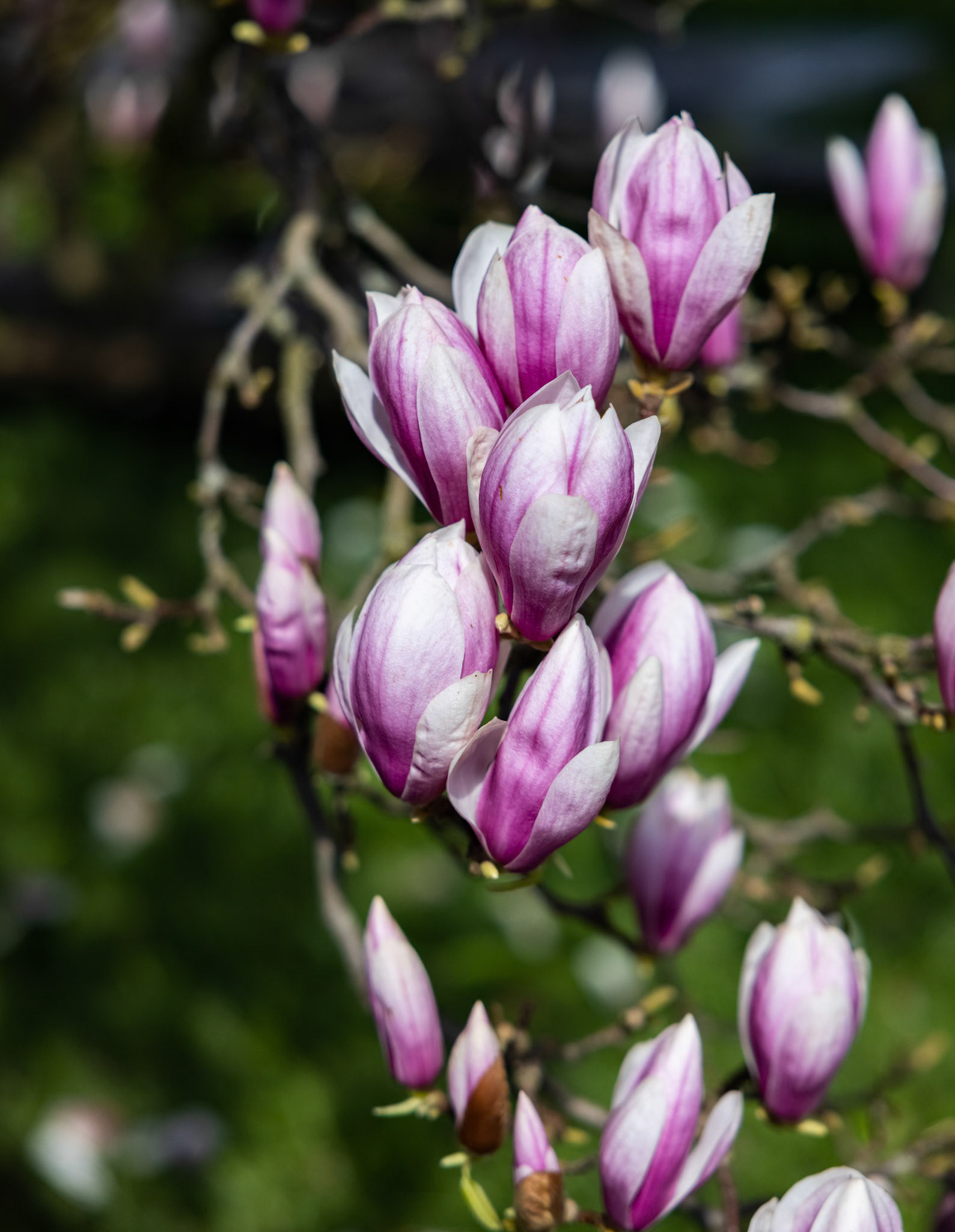 Magnolienblüten