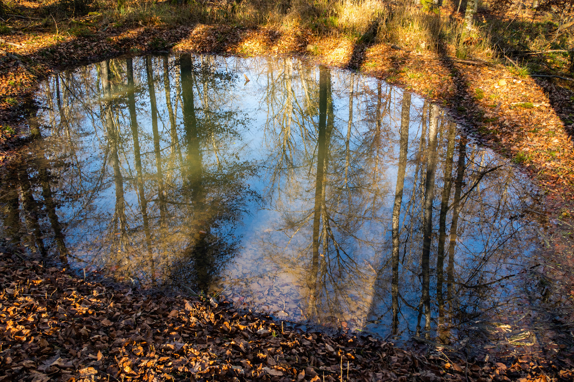 Spiegelung