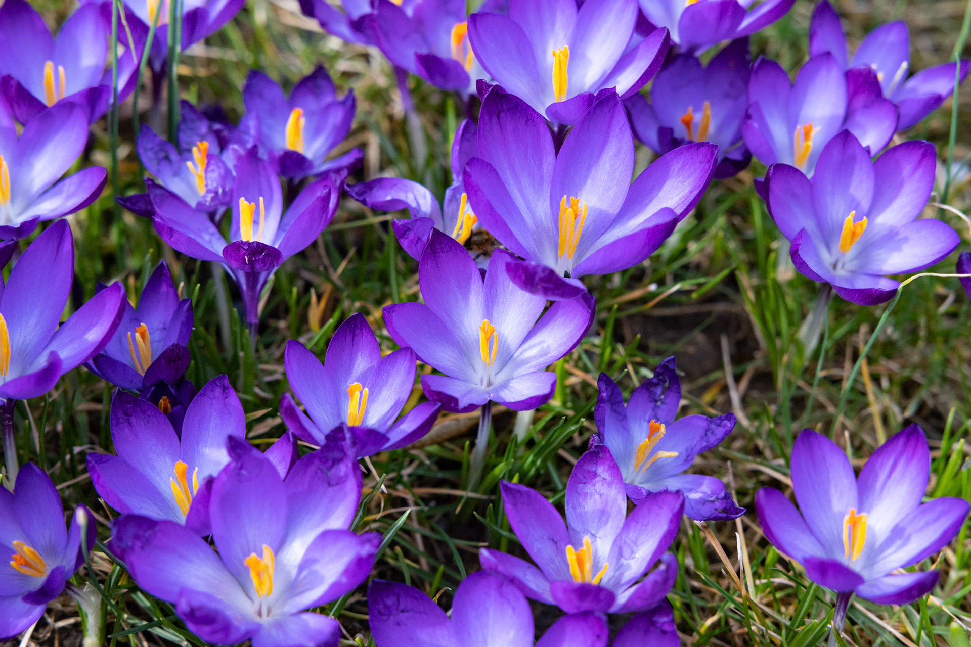 Krokus (Crocus purpureus)