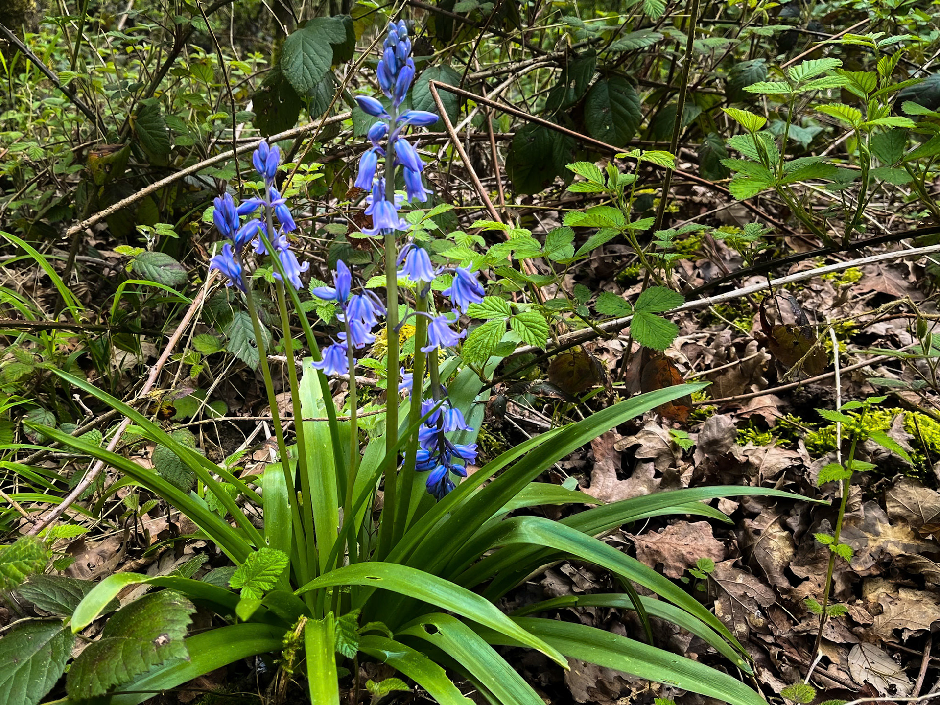 Hasenglöckchen (Hyacinthoides)