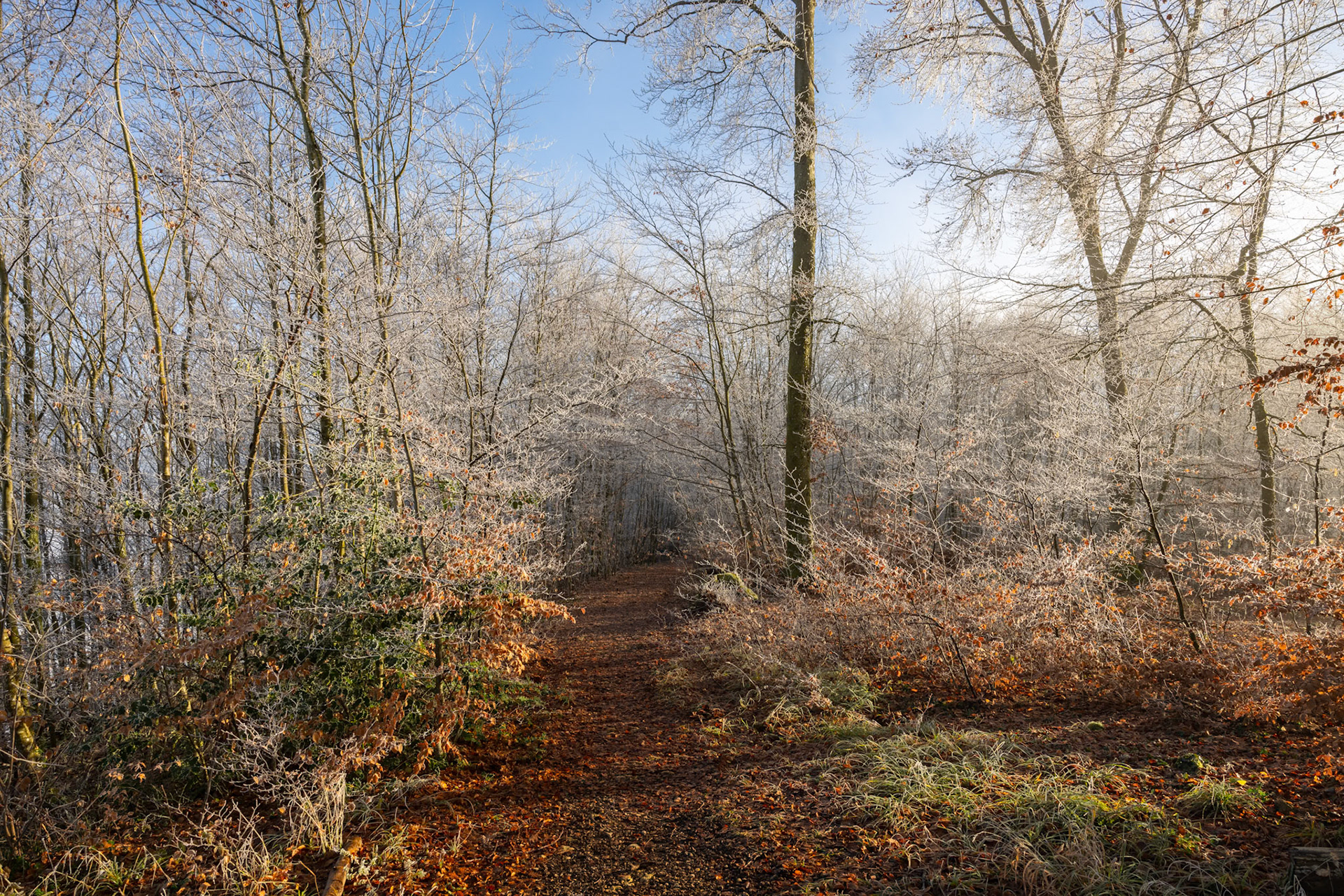 Frost am Kornberg