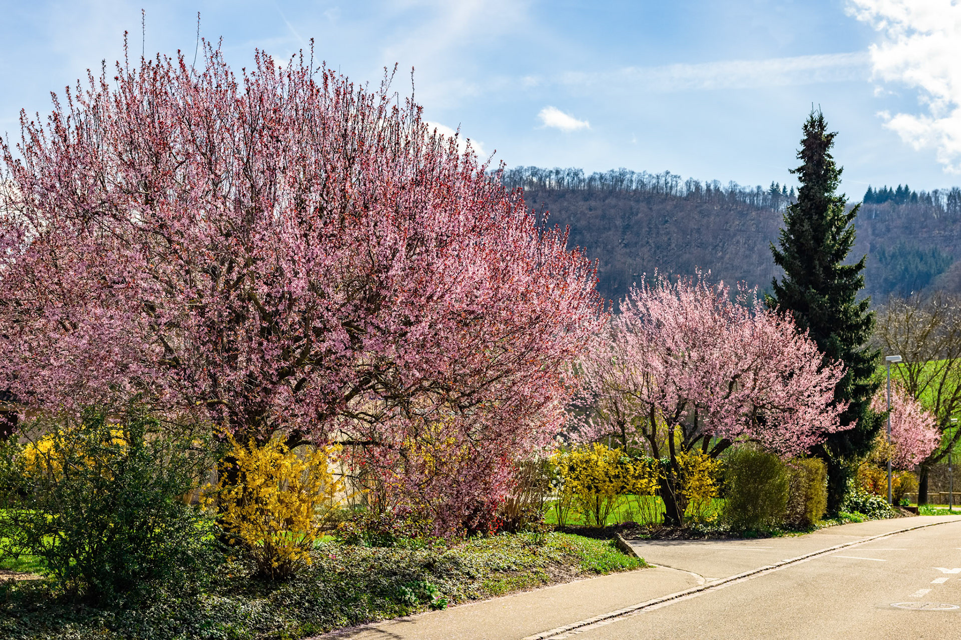 Frühling am Hasenweg