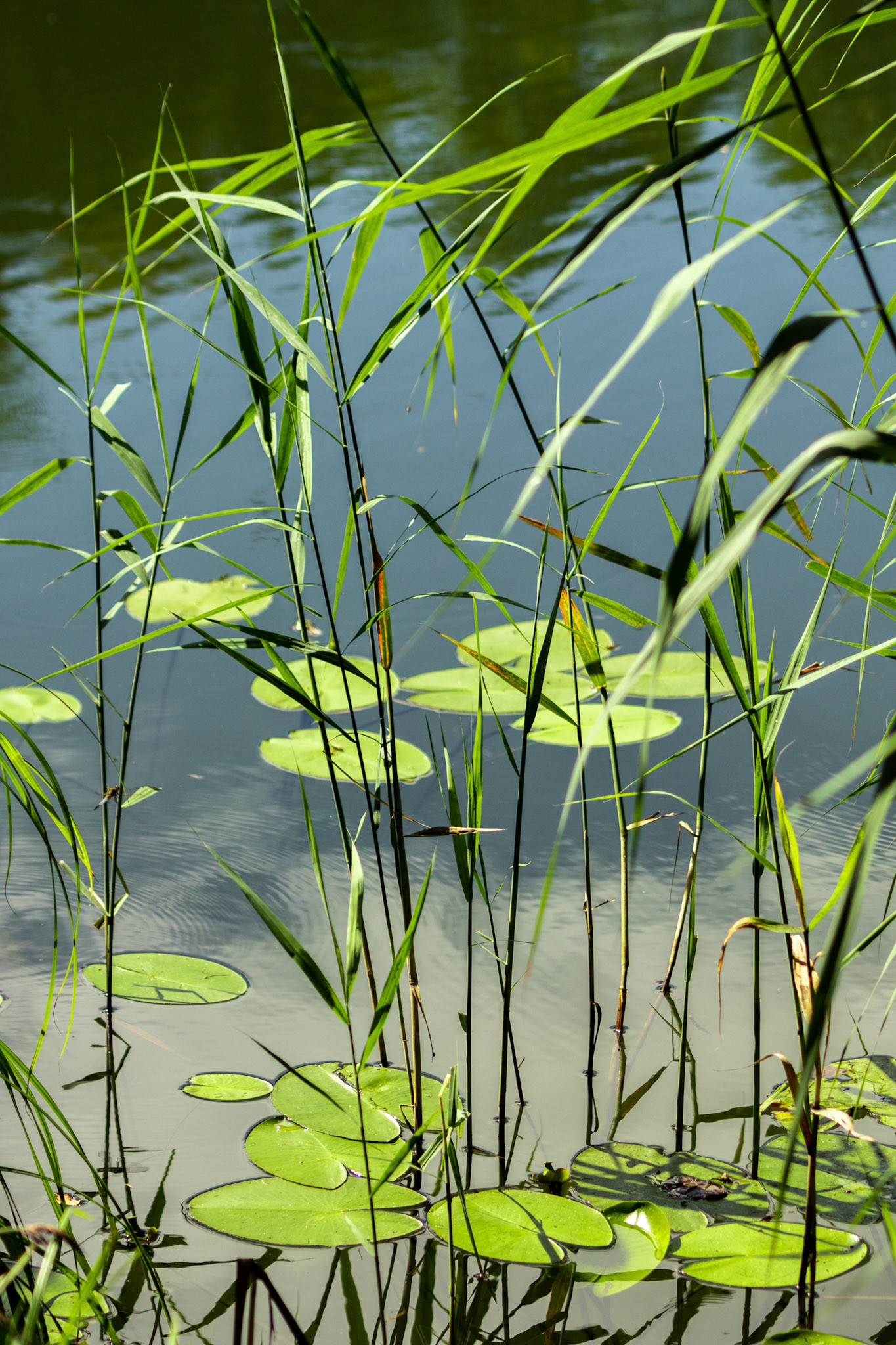am Teich