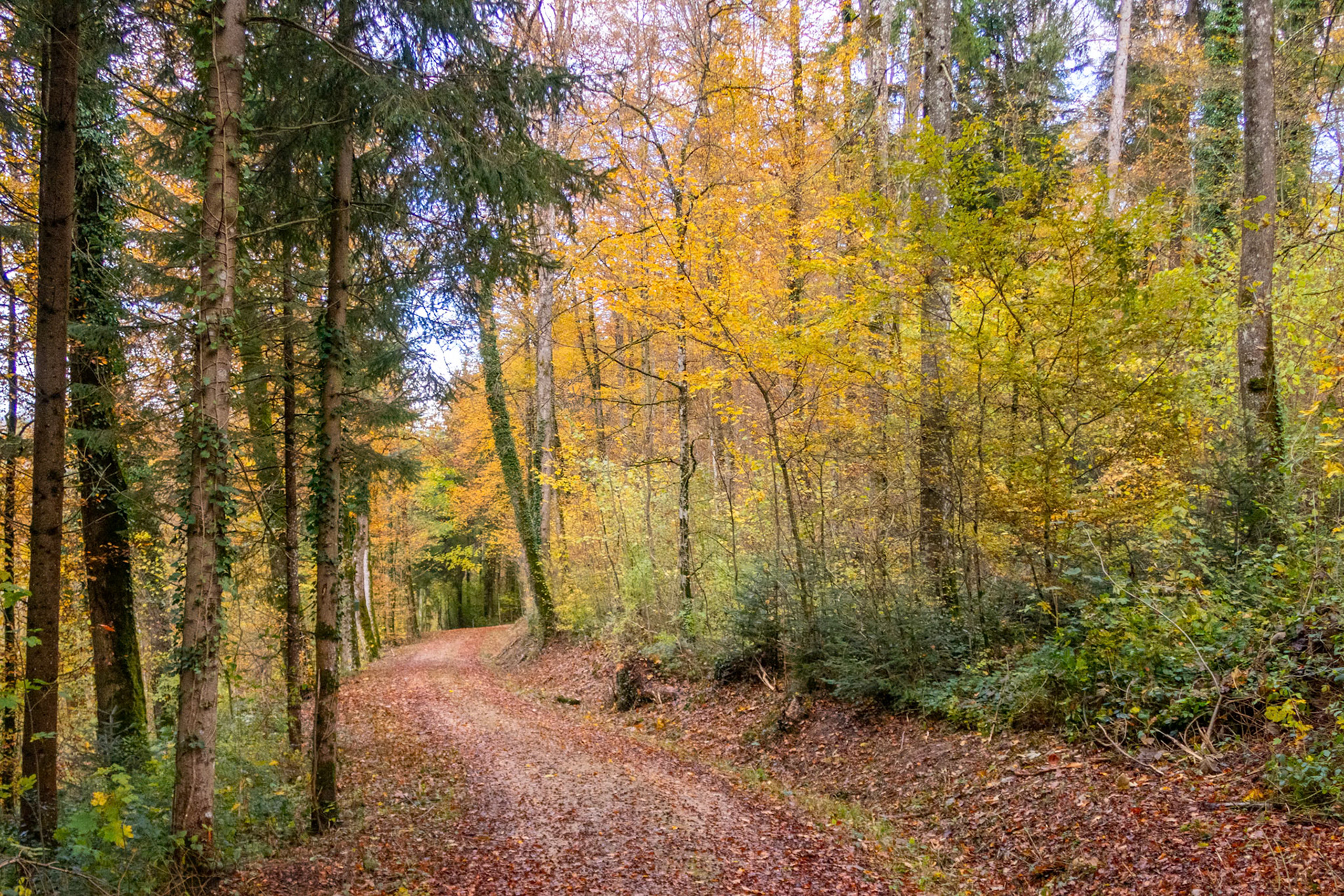 Waldweg im Herbst