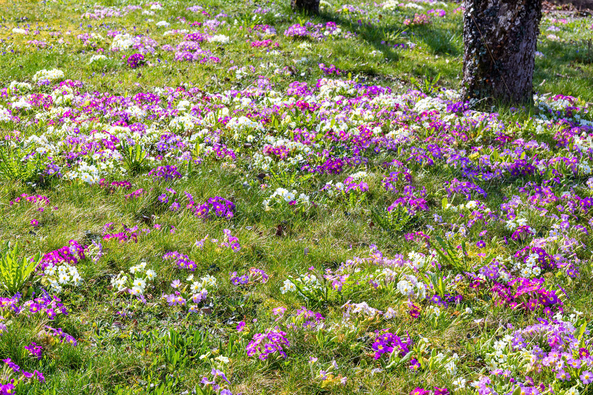 Primeln (Primula)