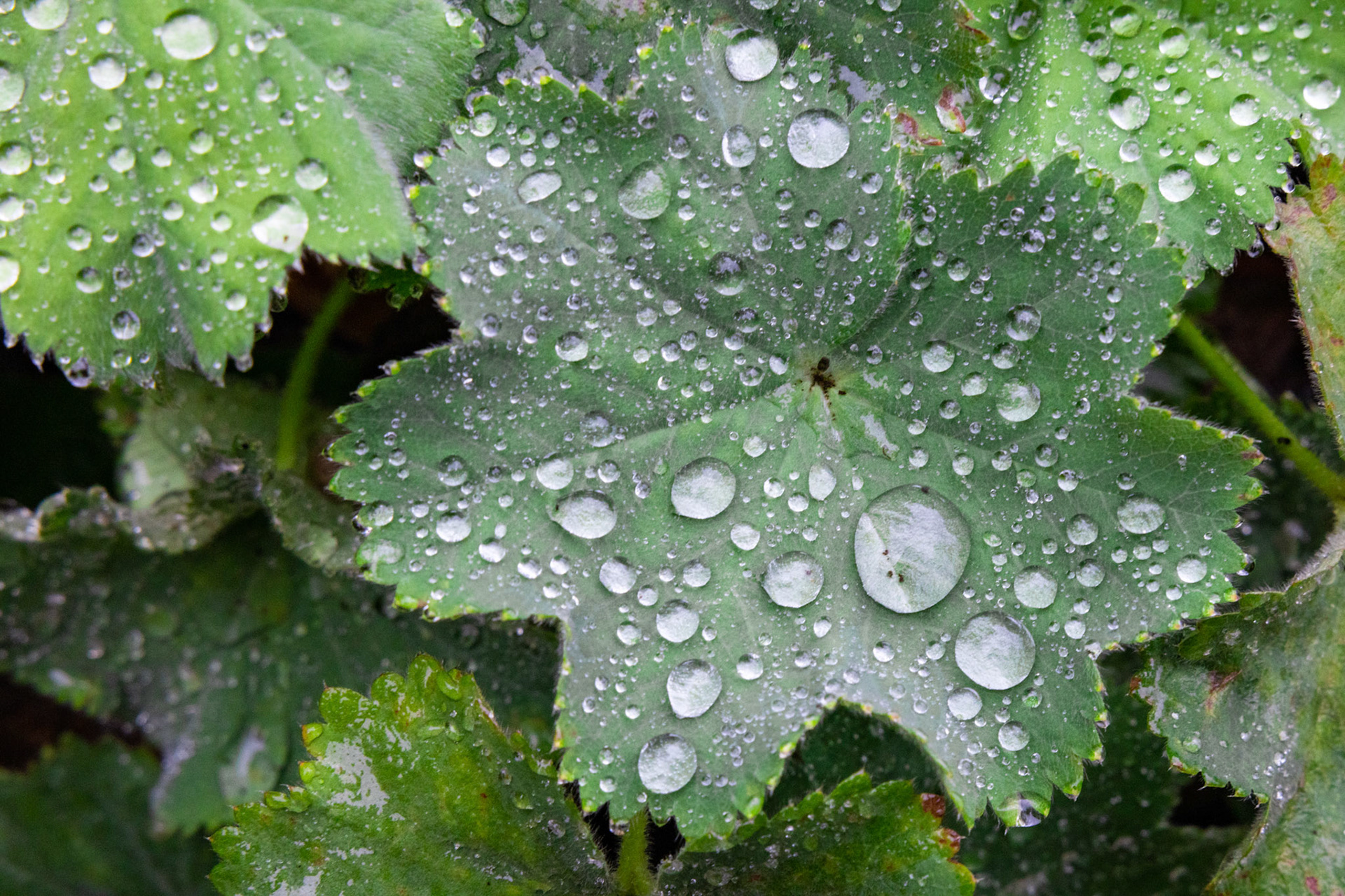 Grossblättriger Frauenmantel (Alchemilla mollis)