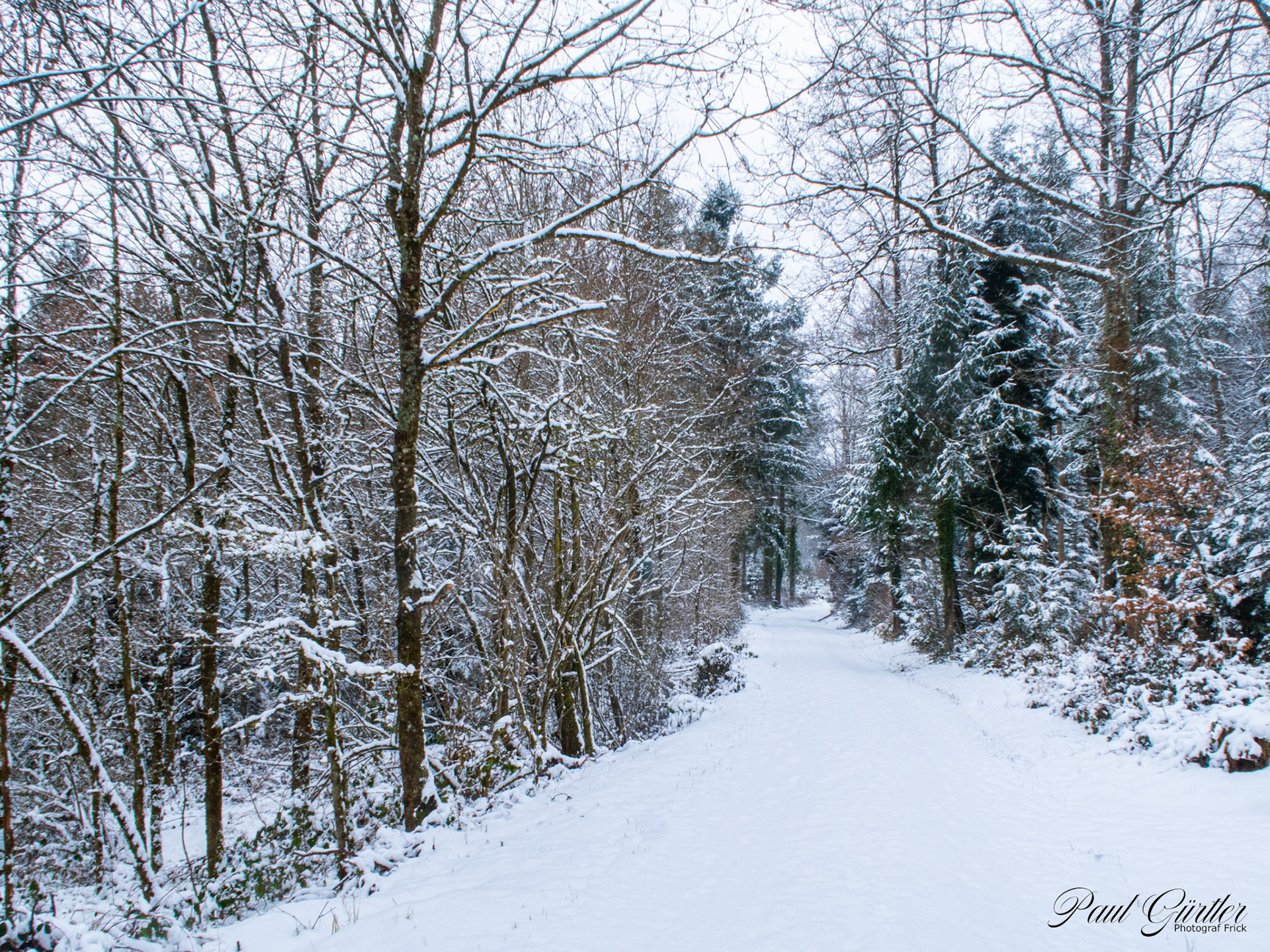 Neuschnee im Wald