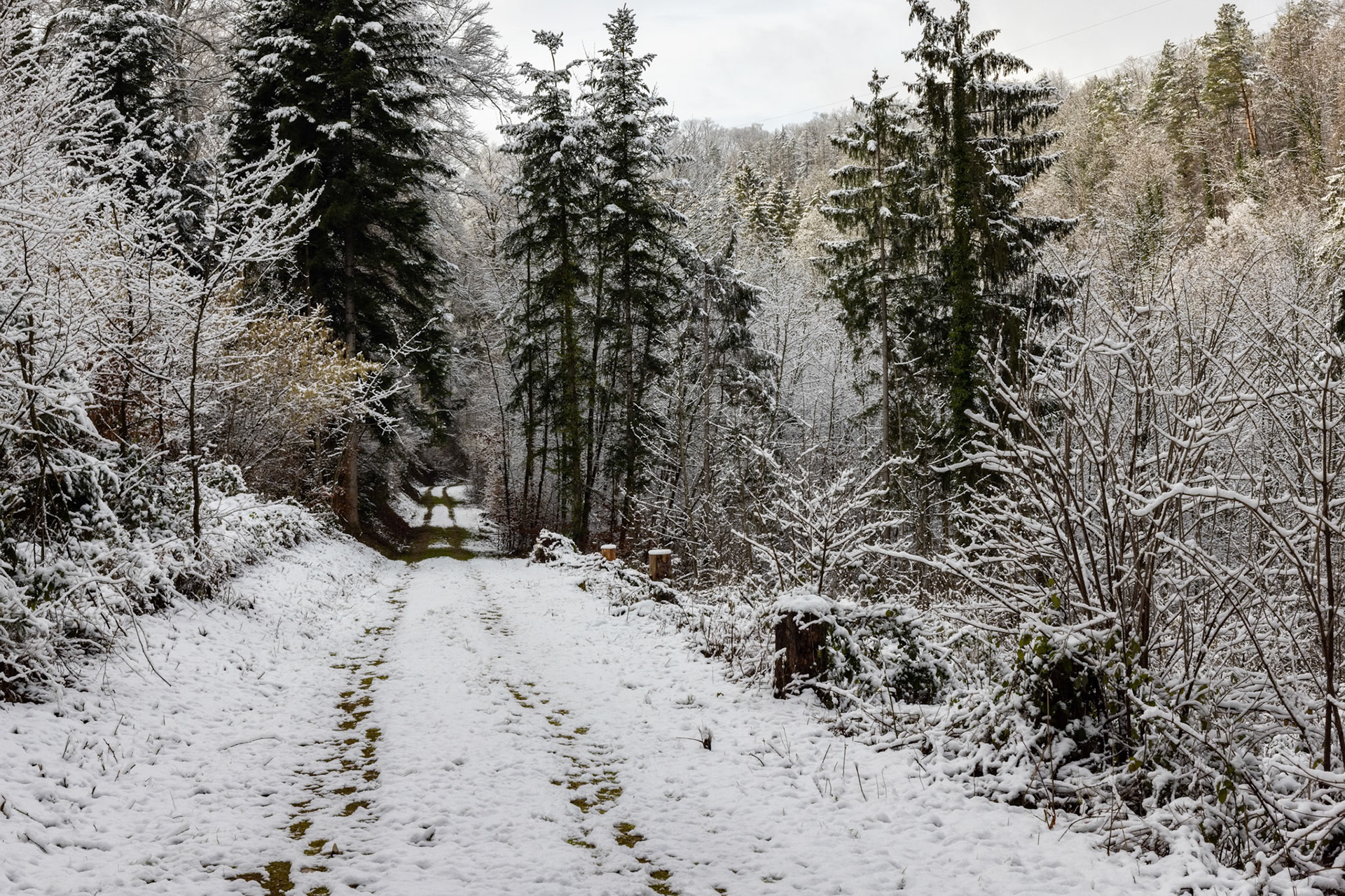 Waldweg im Winter