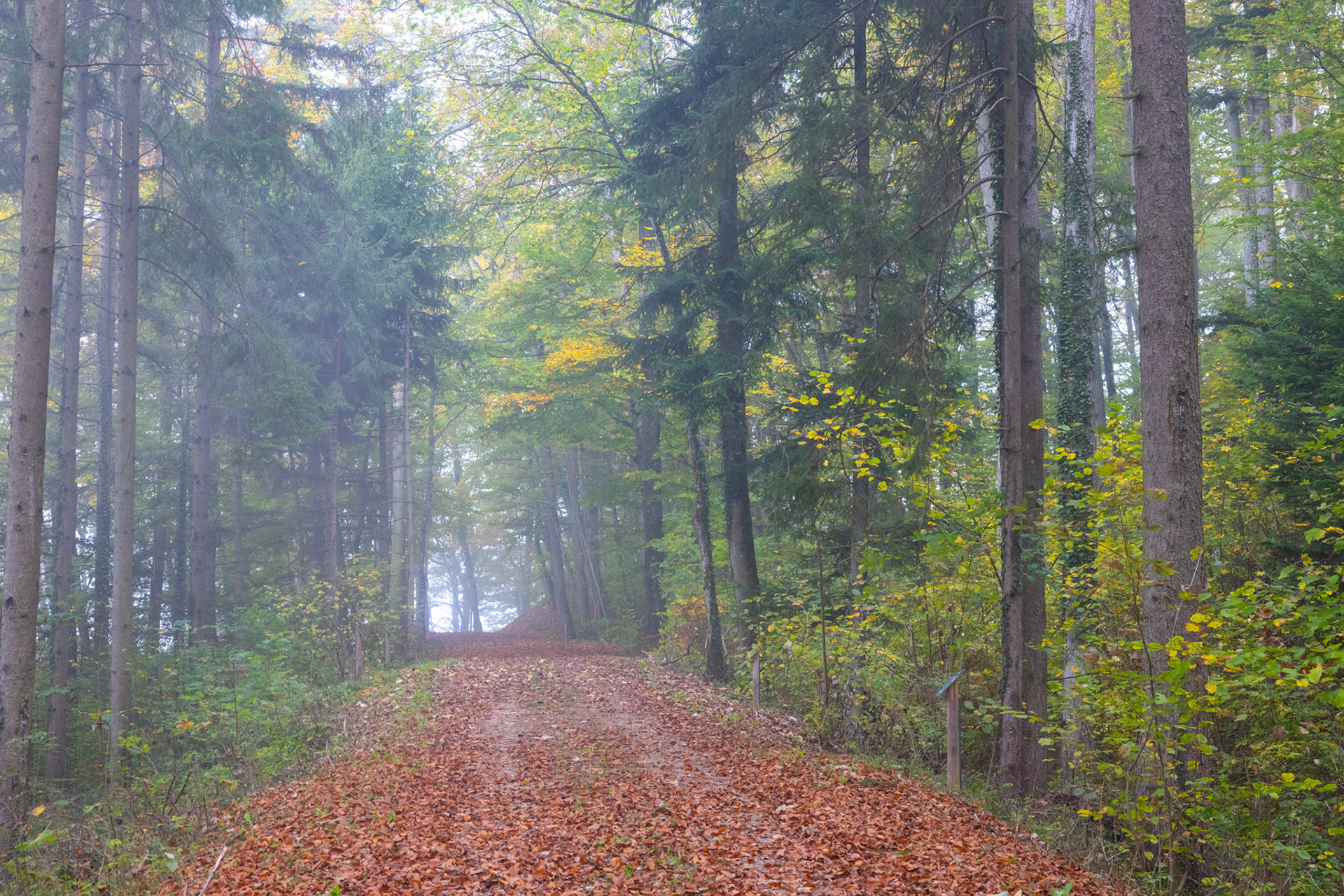 Nebel am Frickberg