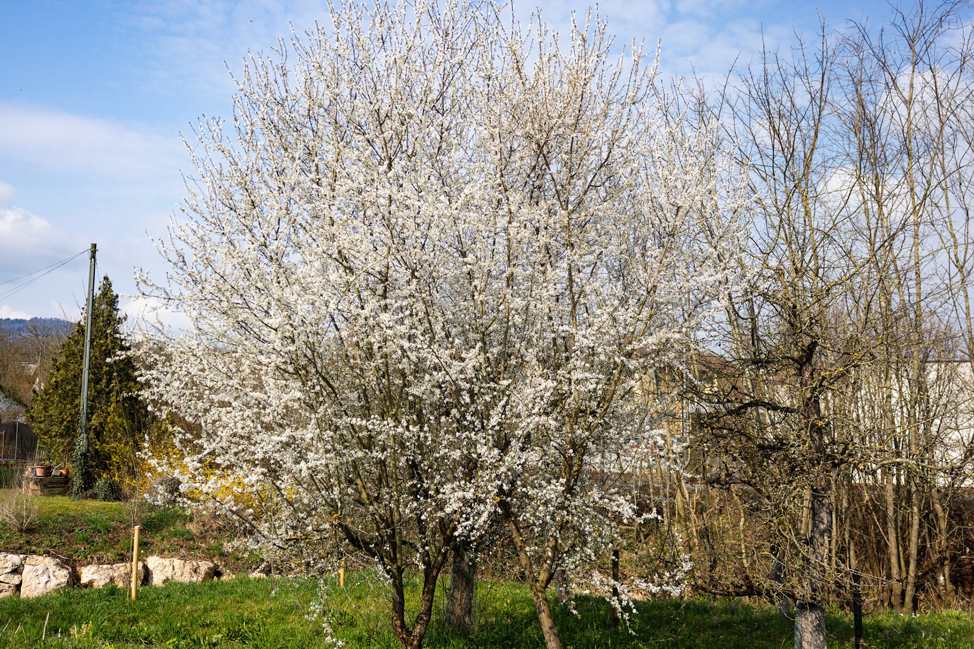 blühender Baum