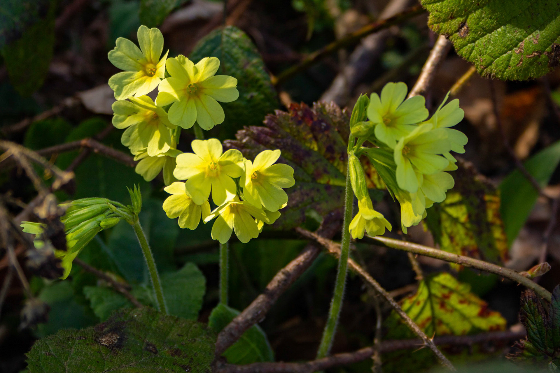 Schlüsselblume