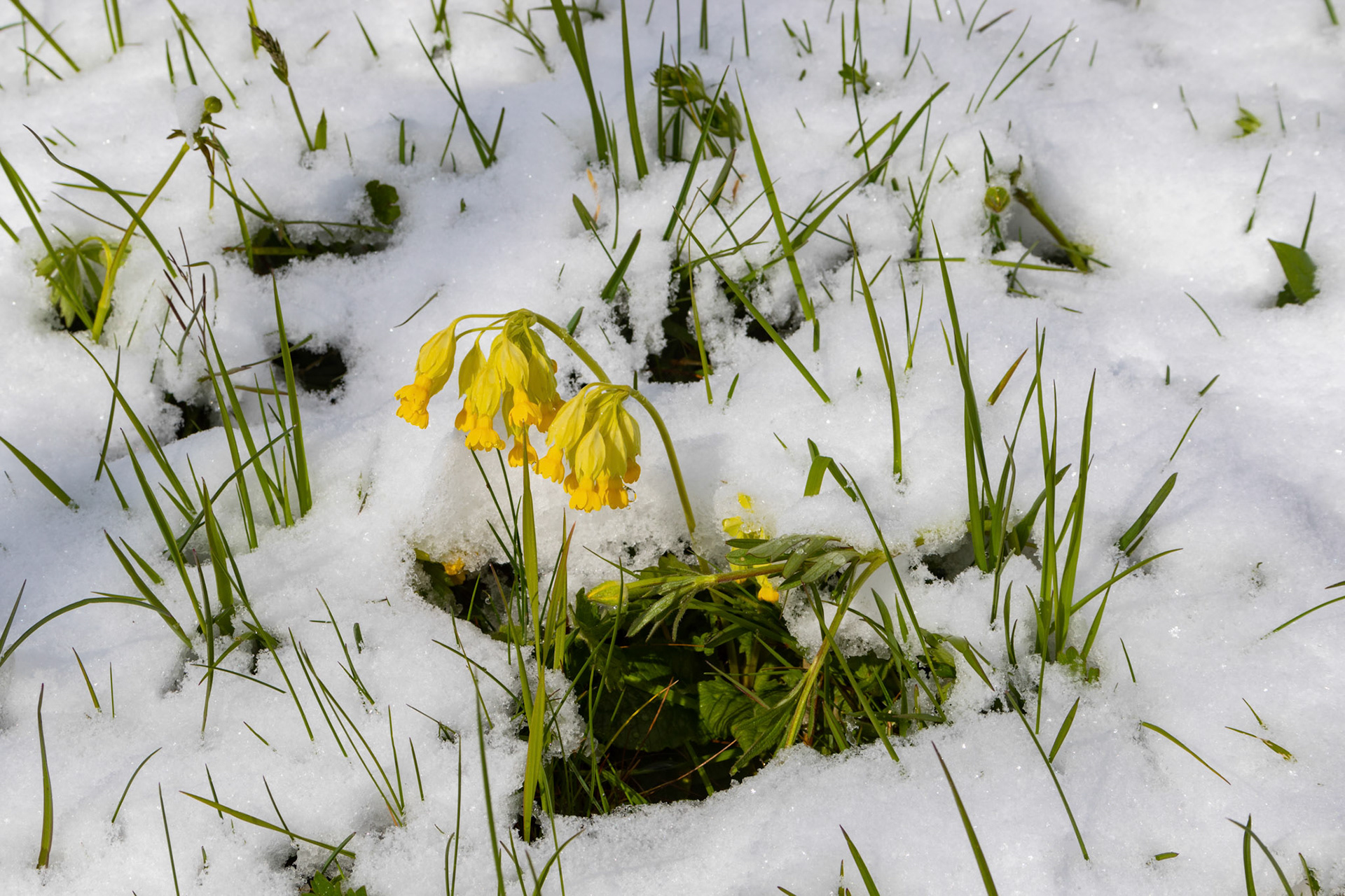 Wintereinbruch