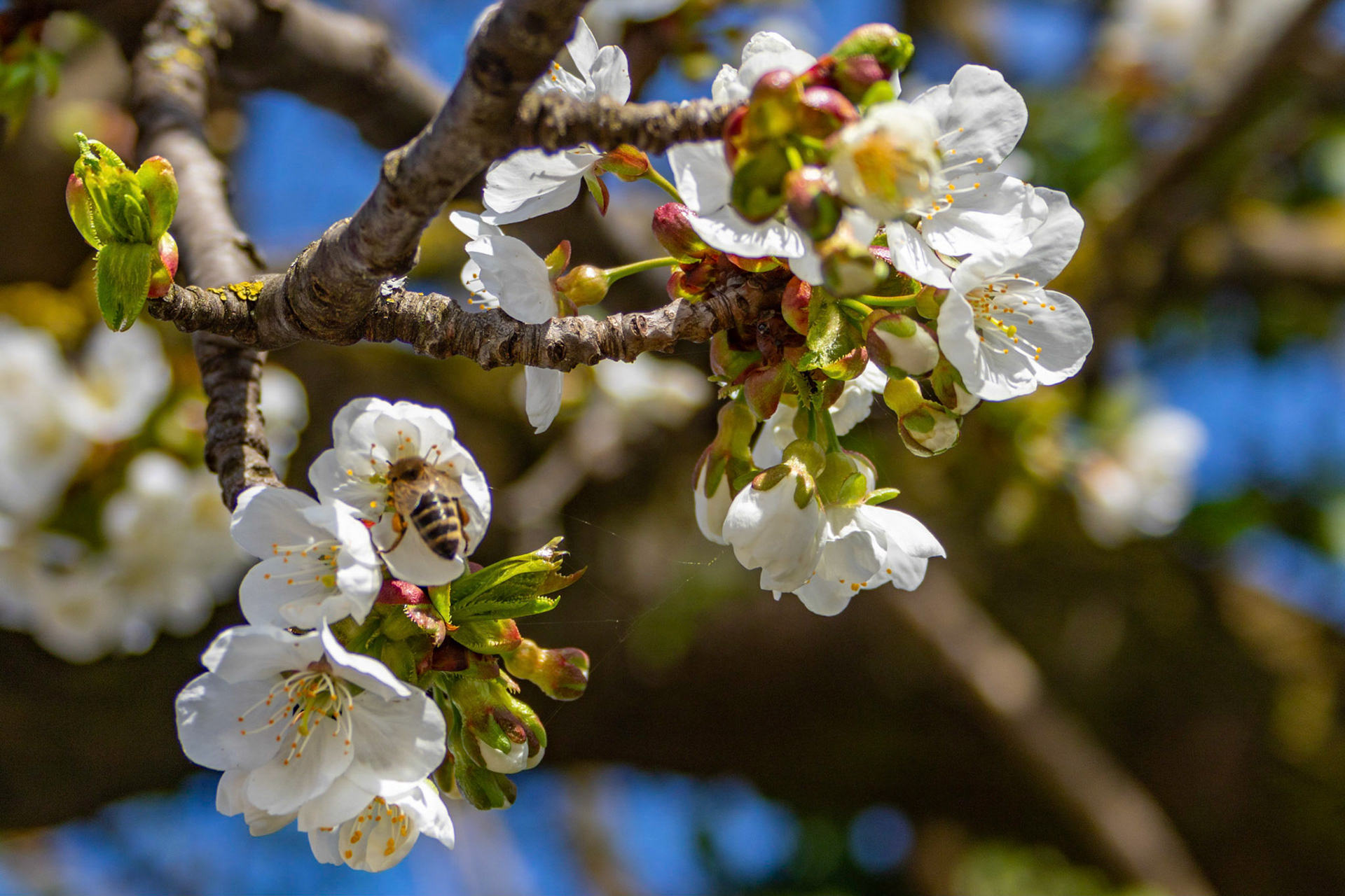 Kirschblüte mit Biene