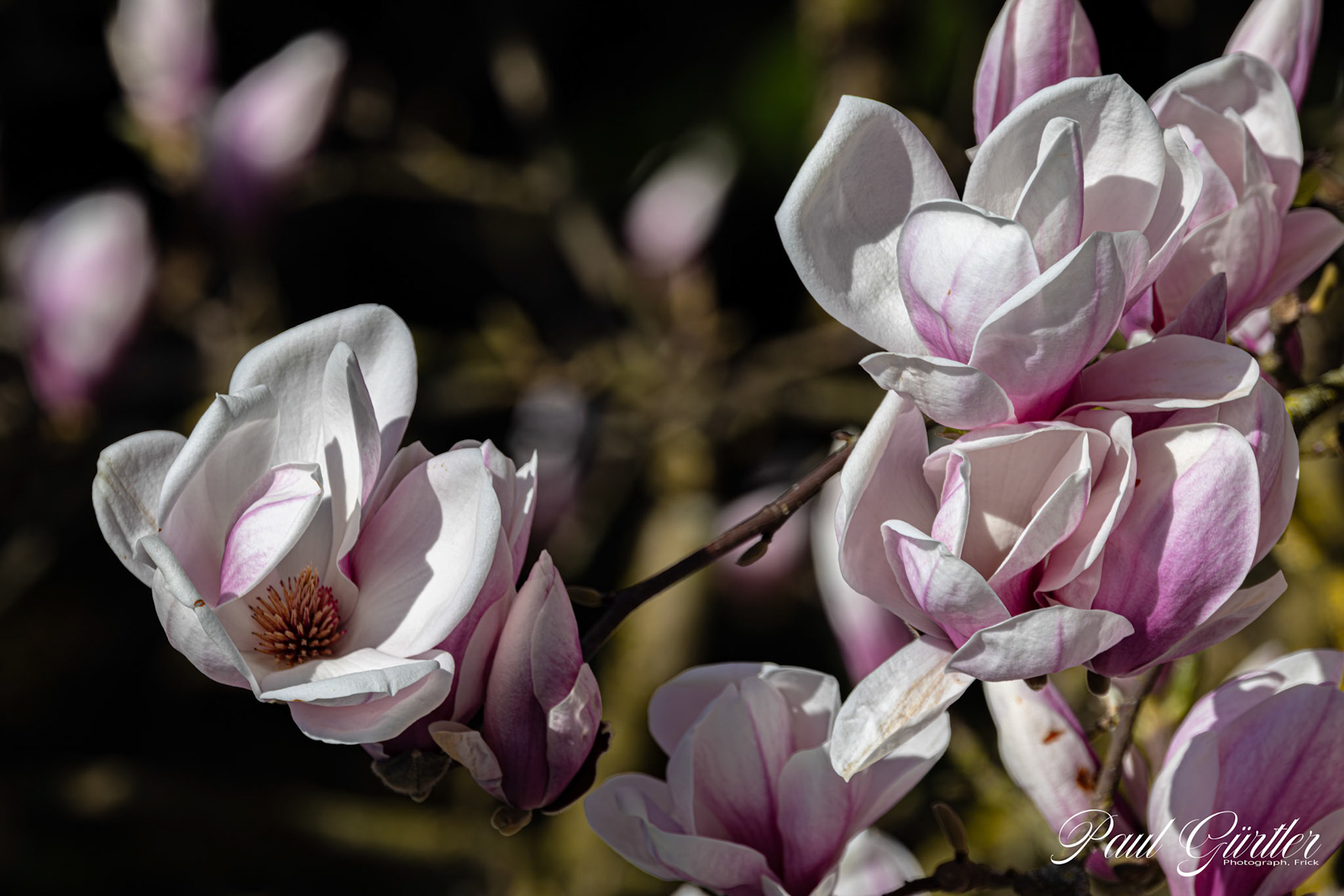 Magnolie (Magnolia)