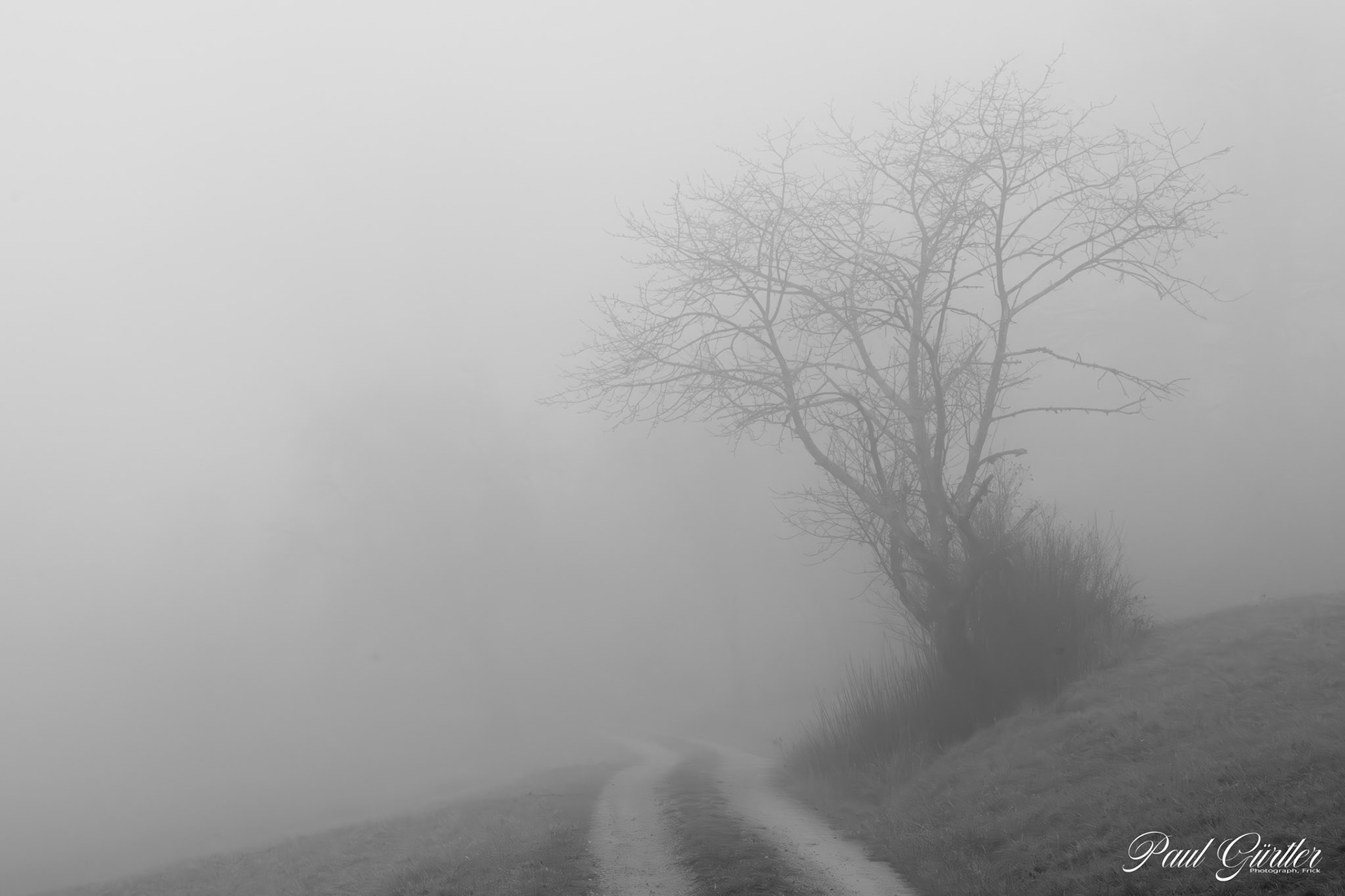 Nebel in der Natur