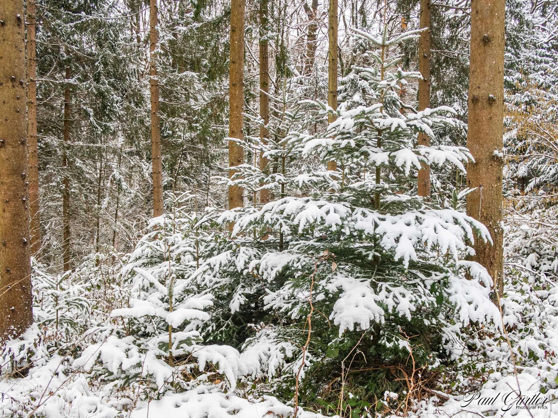 Neuschnee im Wald