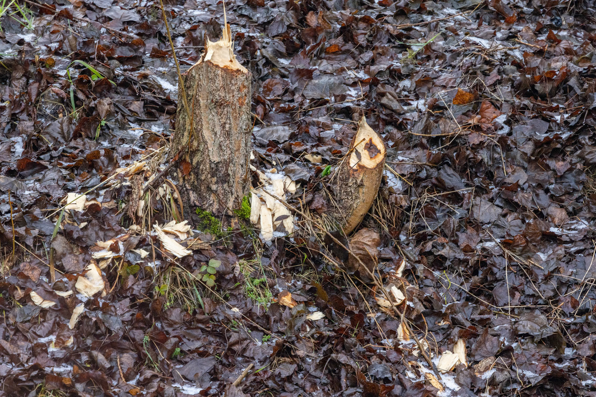 Biberschaden an der Sissle