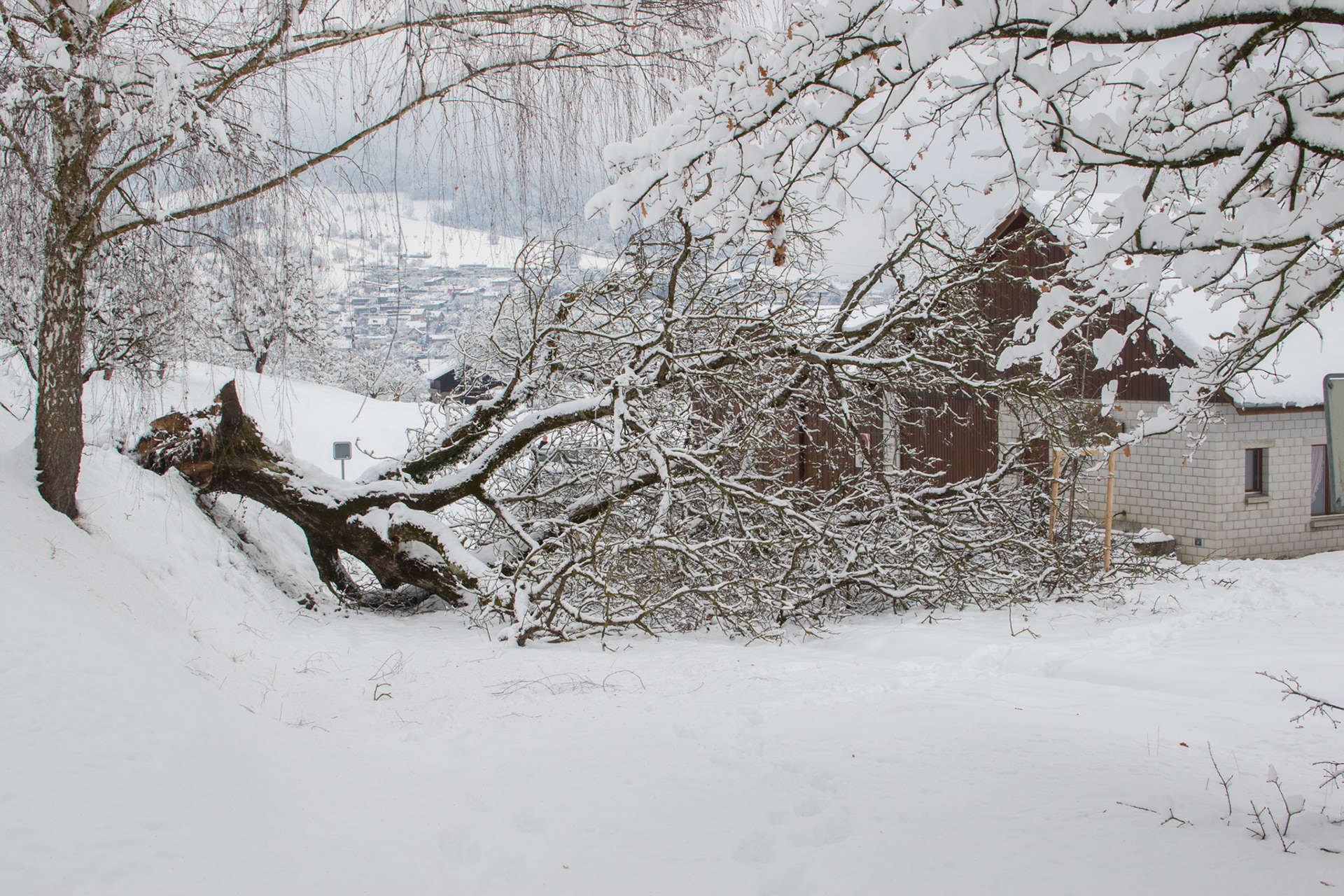 Schneelast fällt Nussbaum