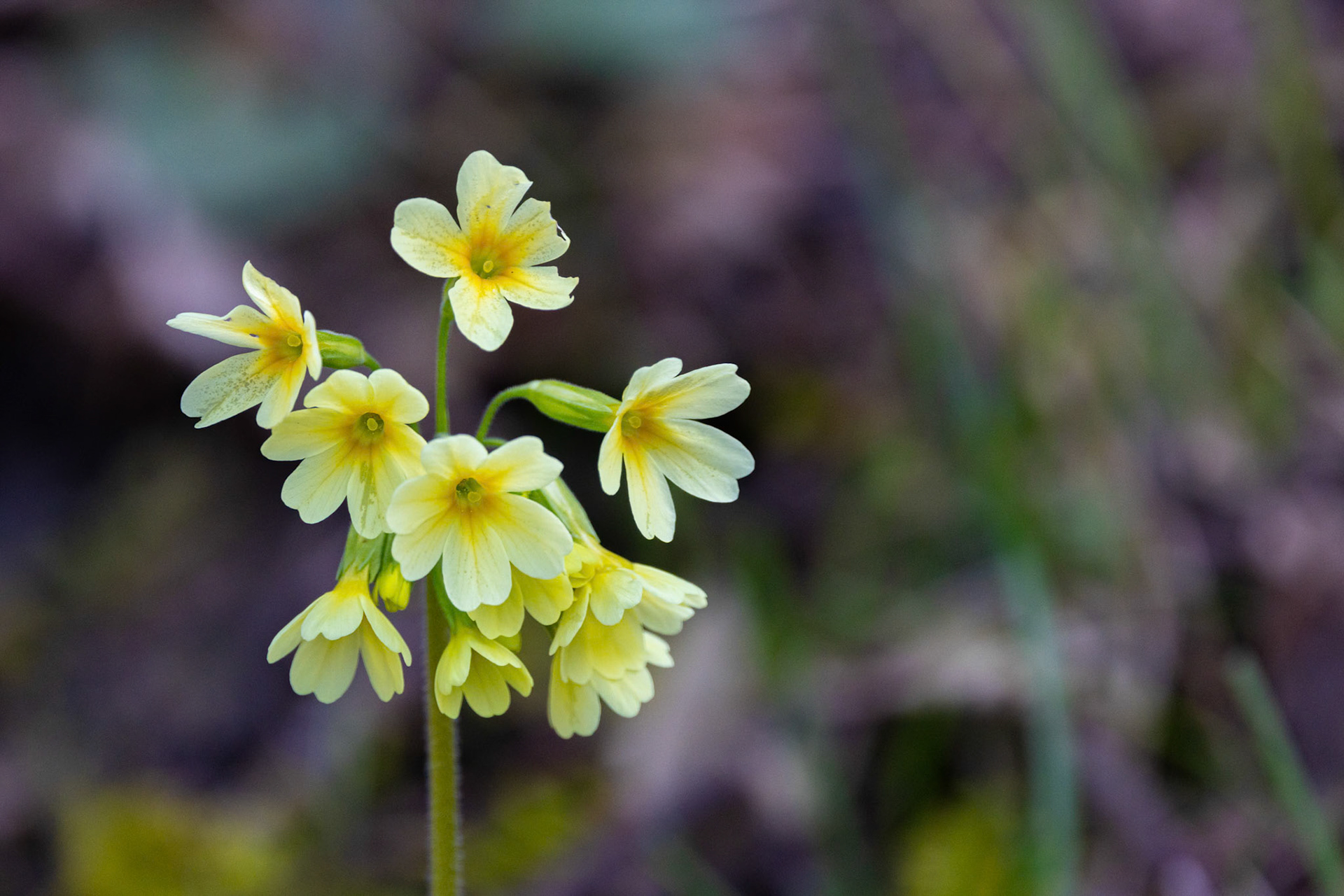 Hohe Schlüsselblume (Primula elatior)
