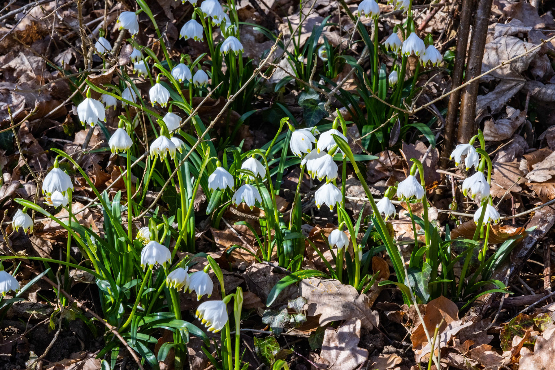 Frühlings-Knotenblume (Leucojum vernum)