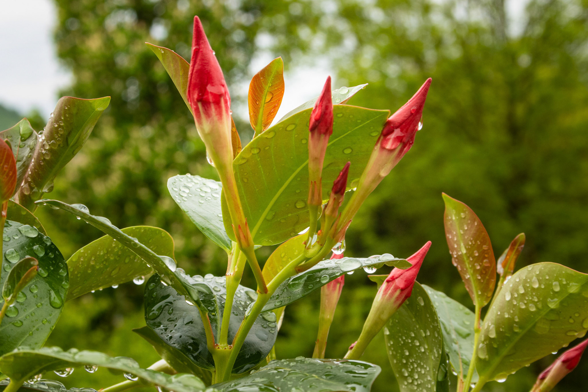Dipladenia