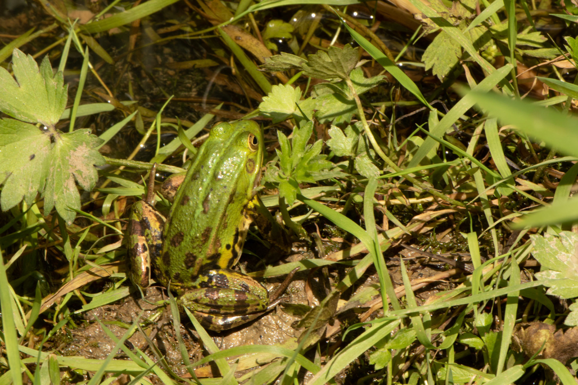 Teichfrosch