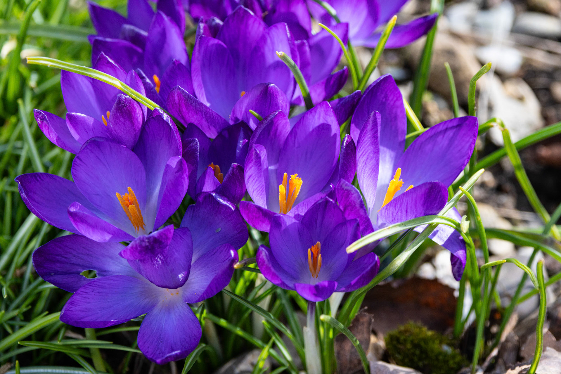 Krokus (Crocus)