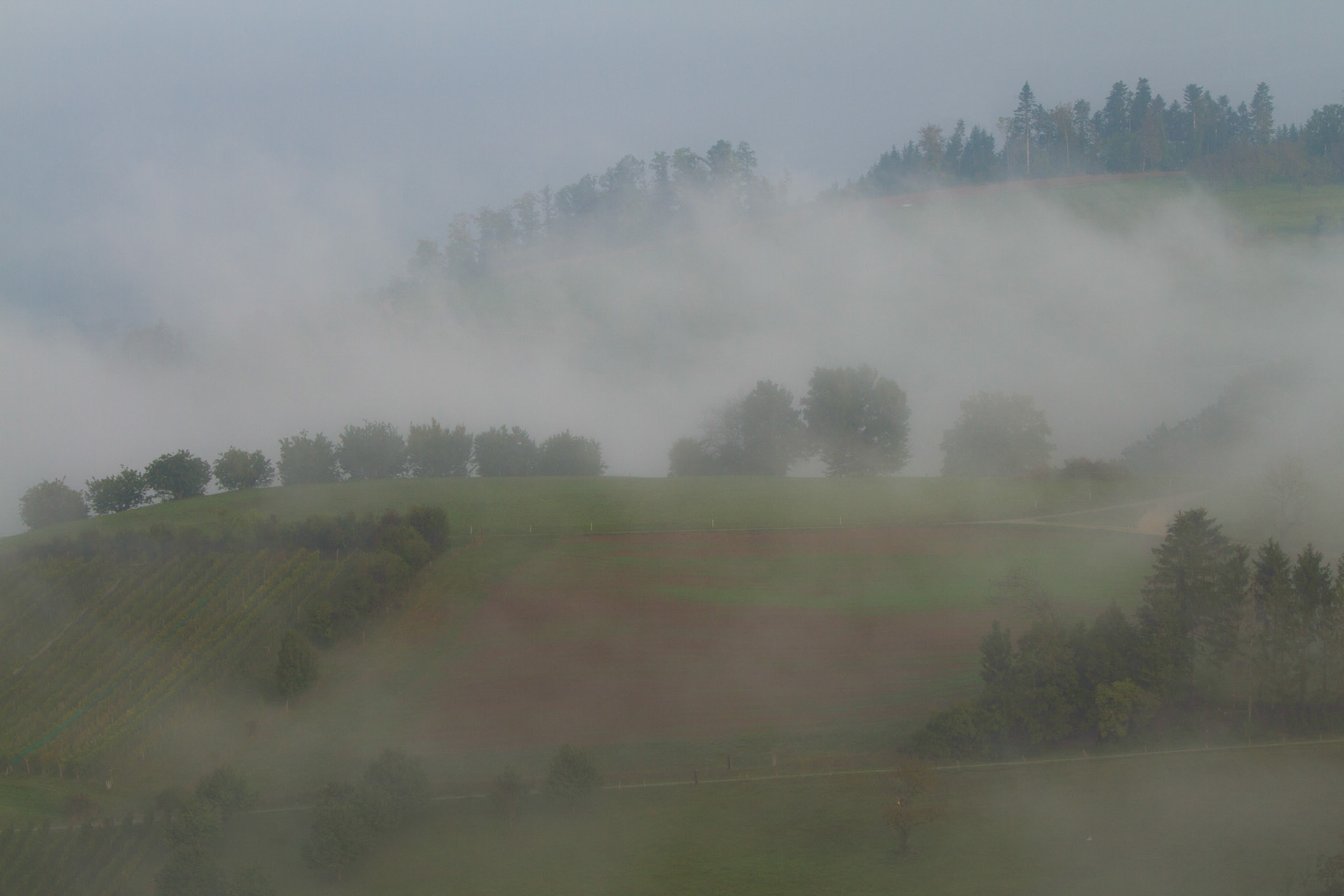 Morgennebel