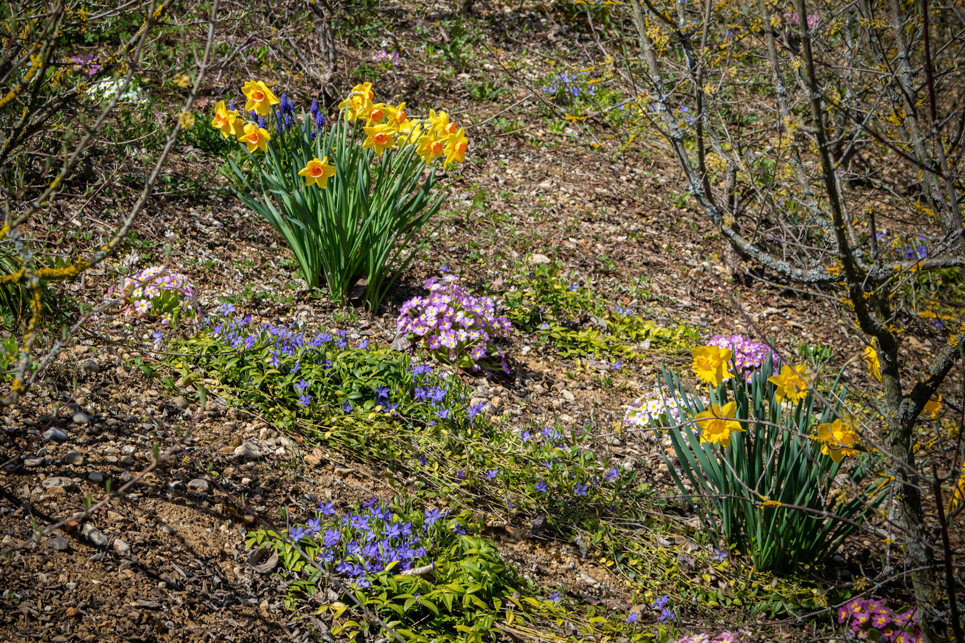 Frühlingsblumen im Garten