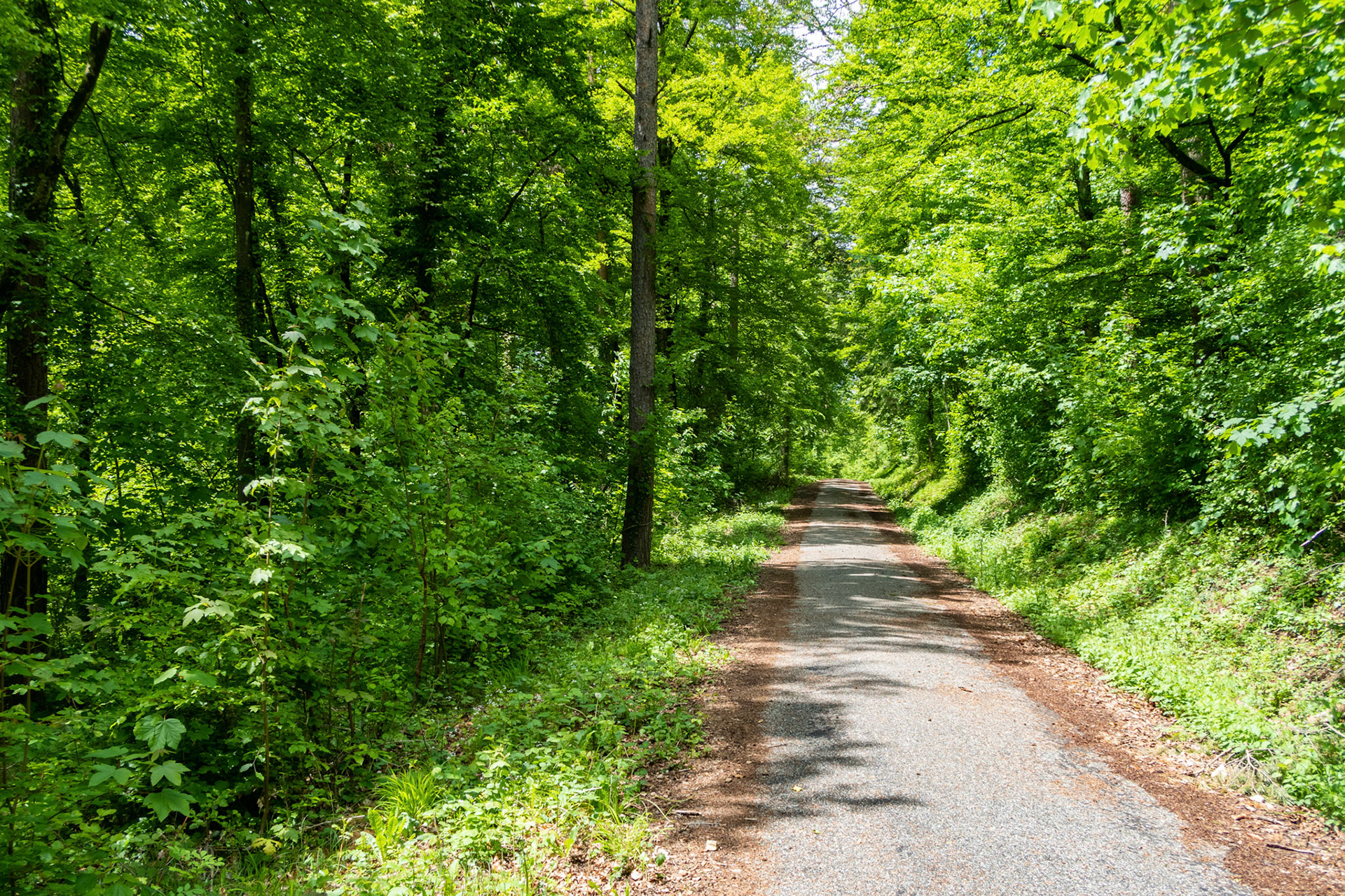 Waldweg