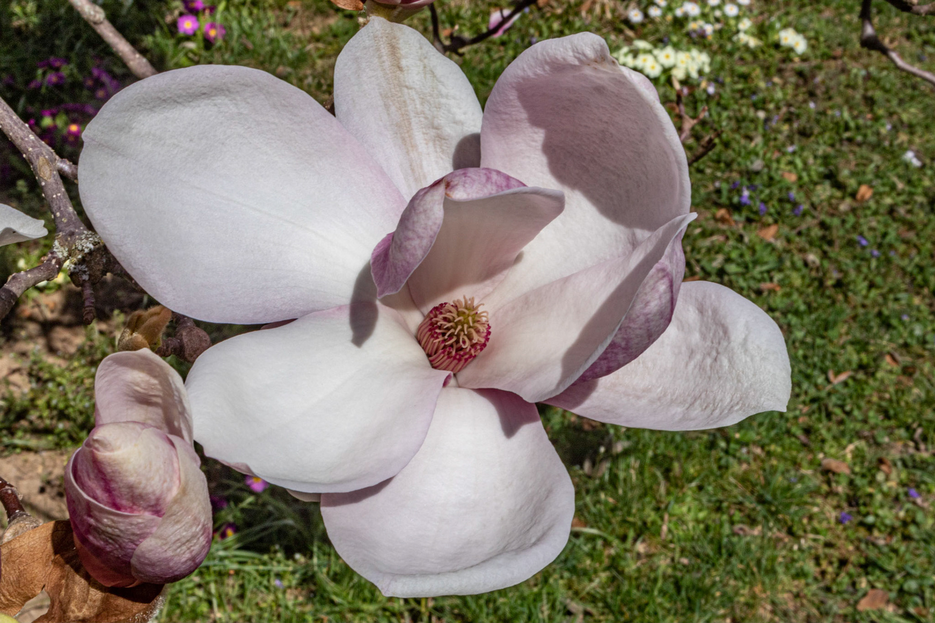 Magnolie