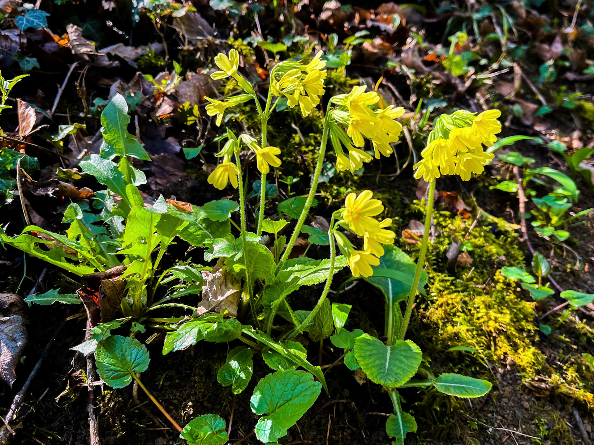 Echte Schlüsselblume (Primula veris)