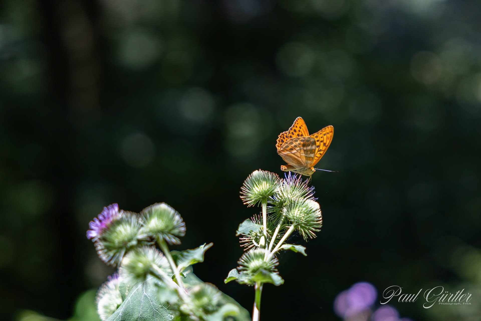Schmetterling