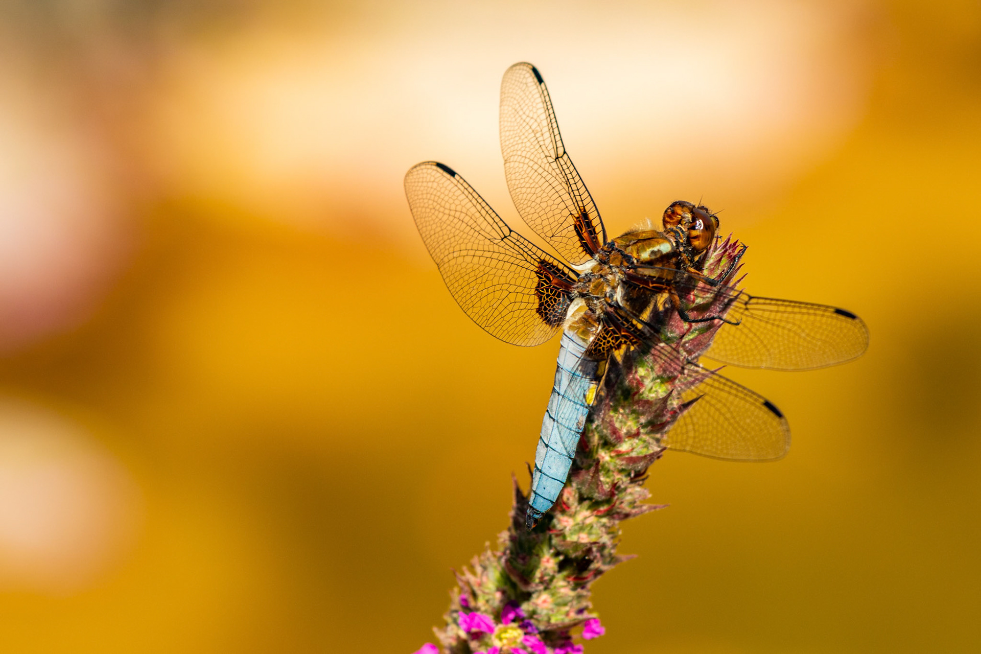 Libelle