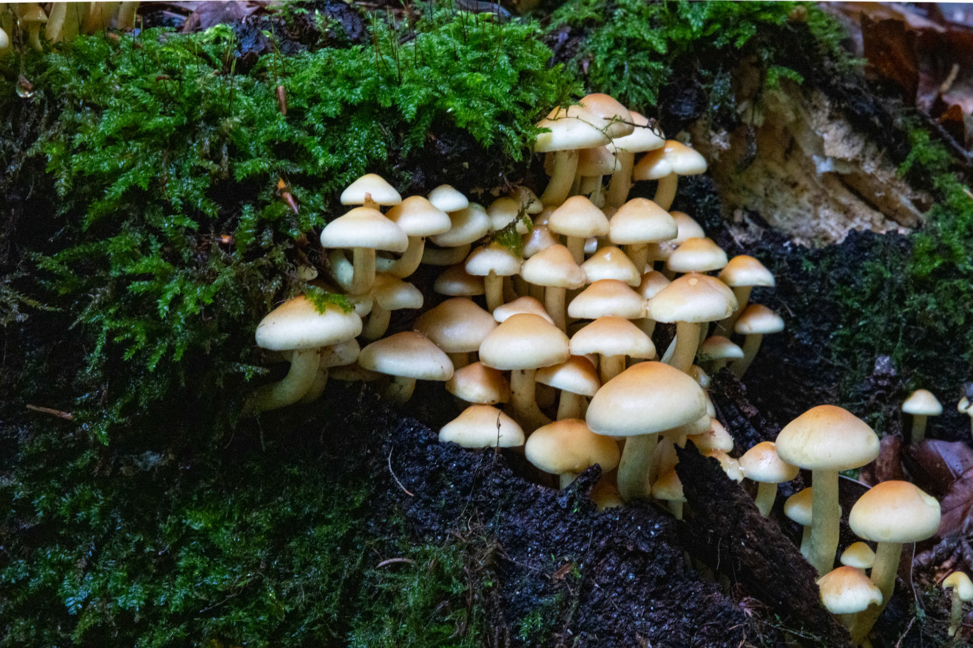 Waldpilz im Moos