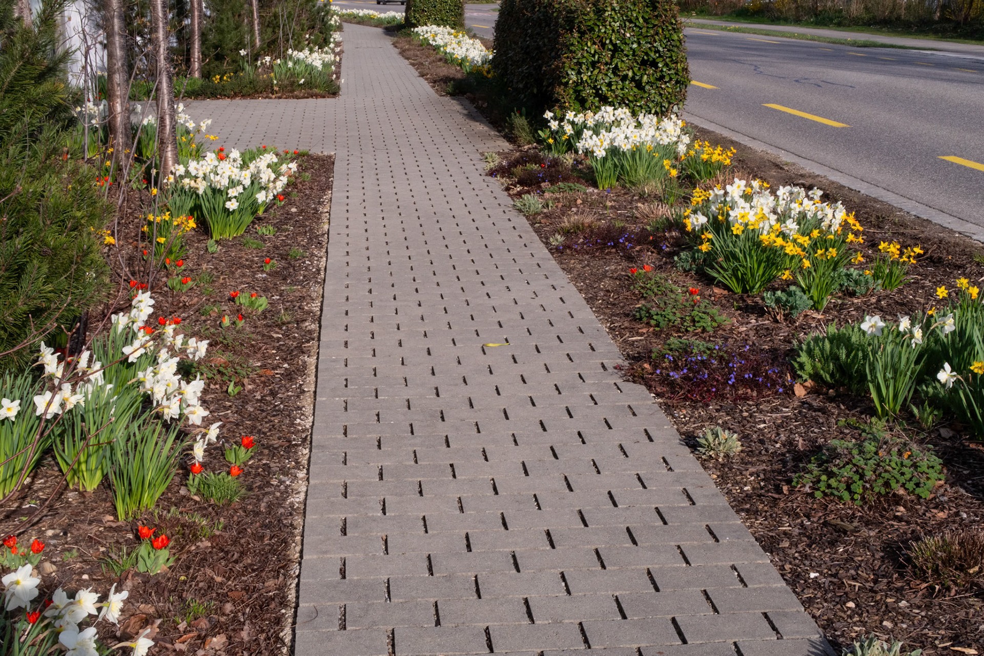 Frühlingsblumen