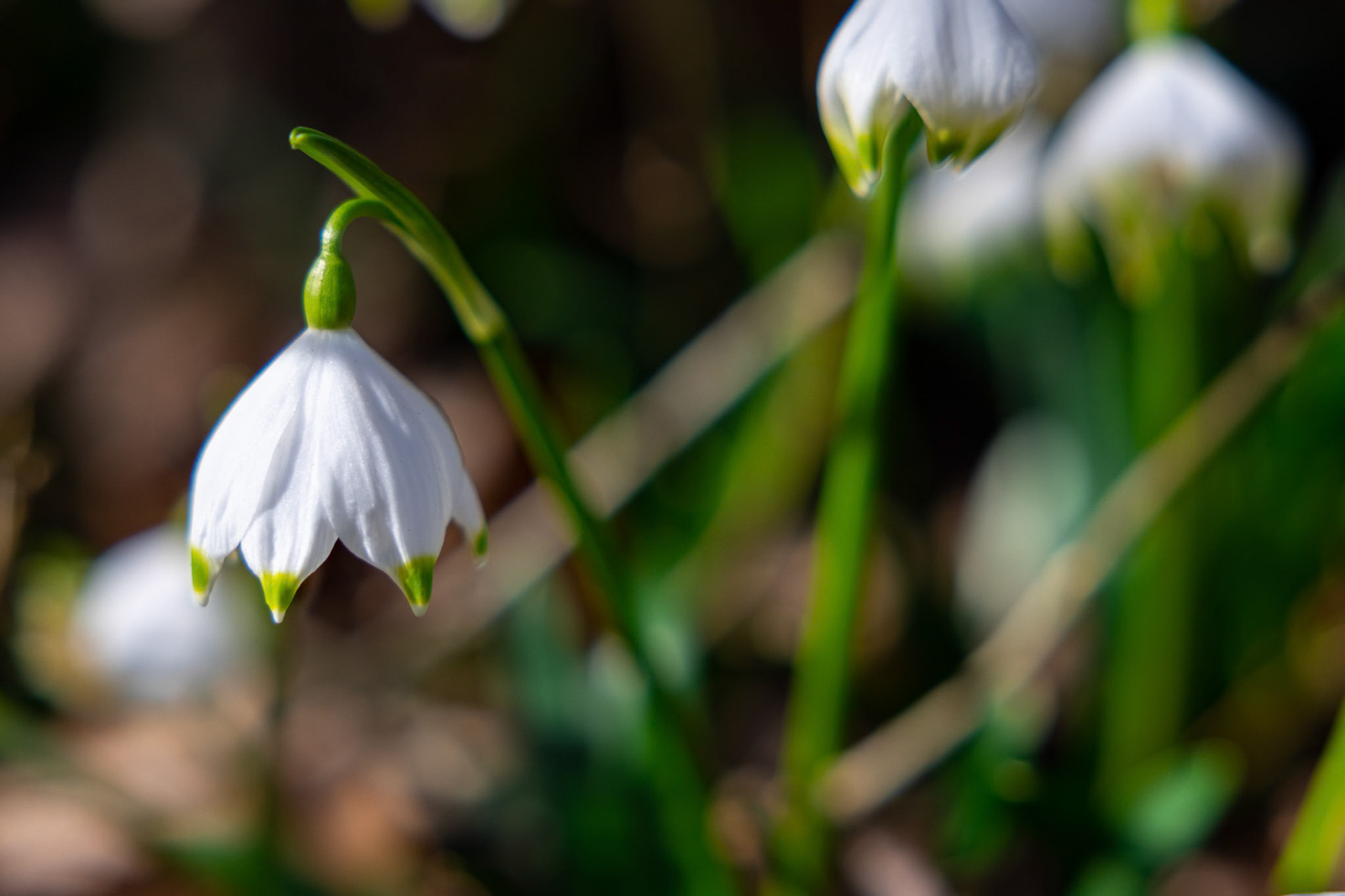 Frühlings-Knotenblume (Leucojum vernum)