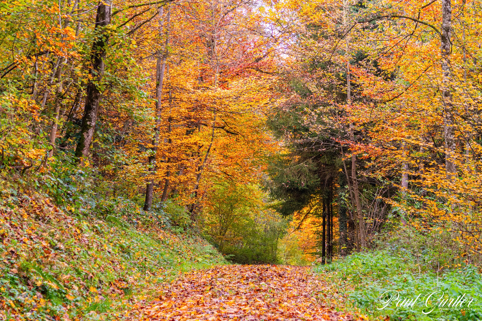 Herbstwald
