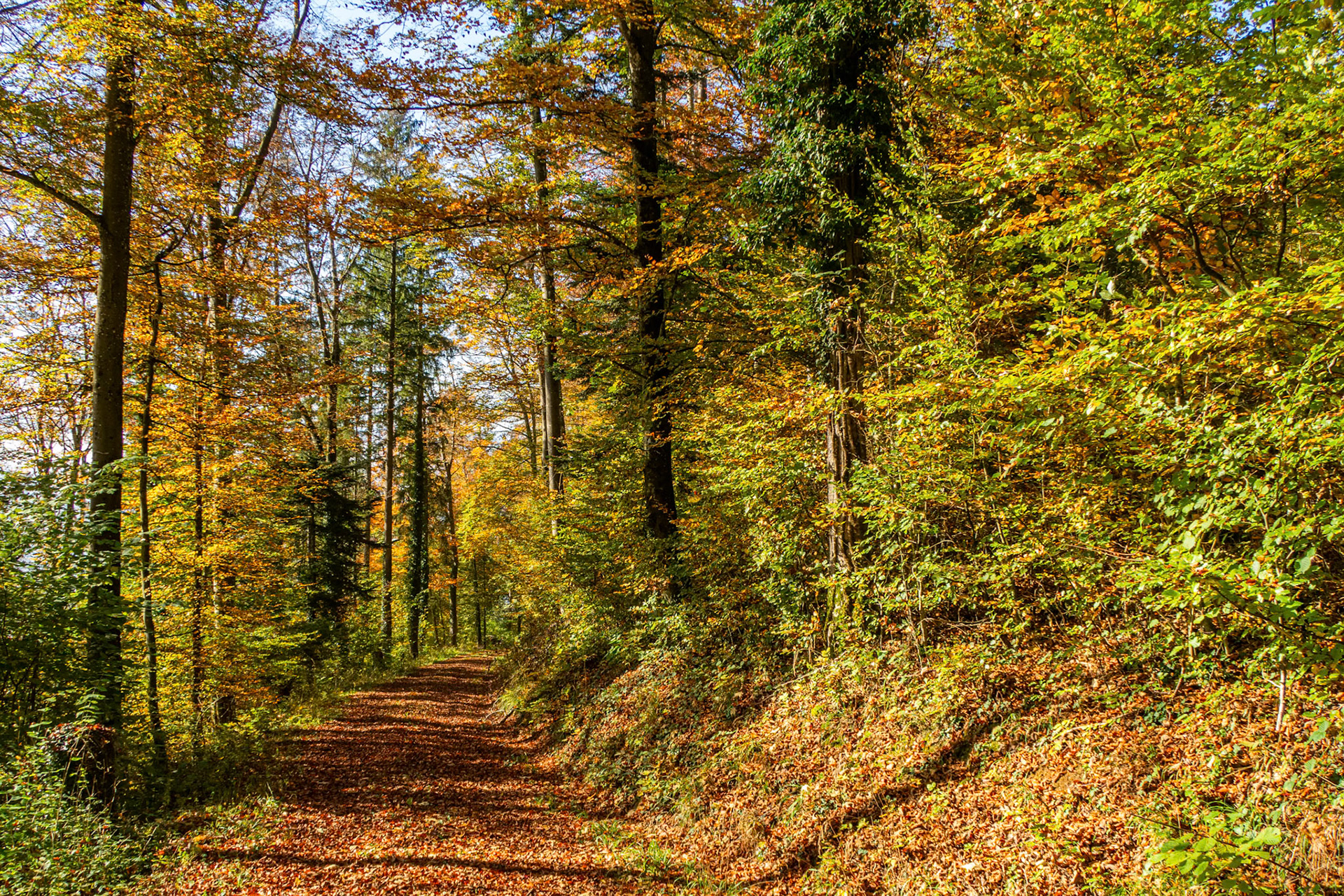Herbststimmung am Frickberg