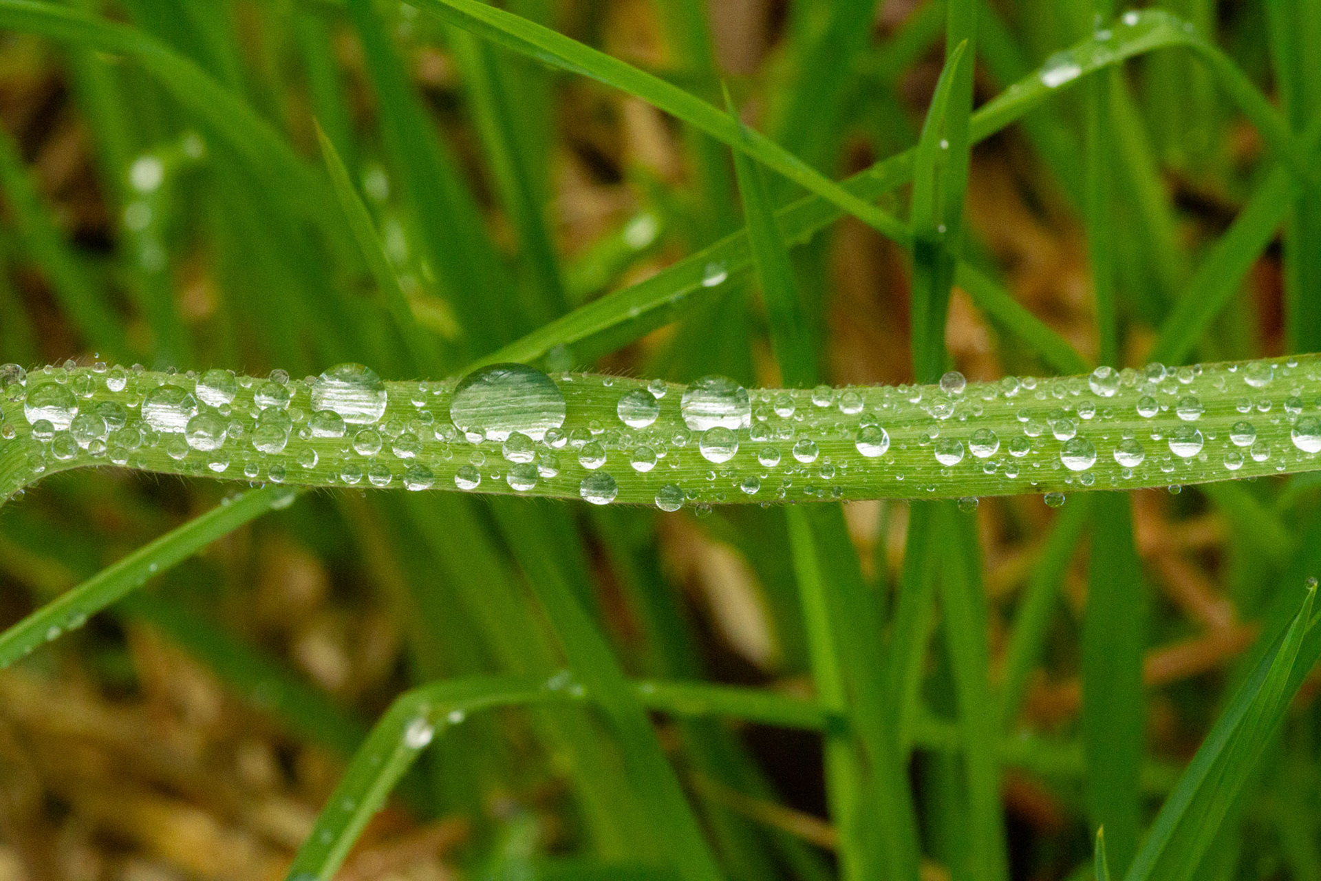 Nach dem Regen