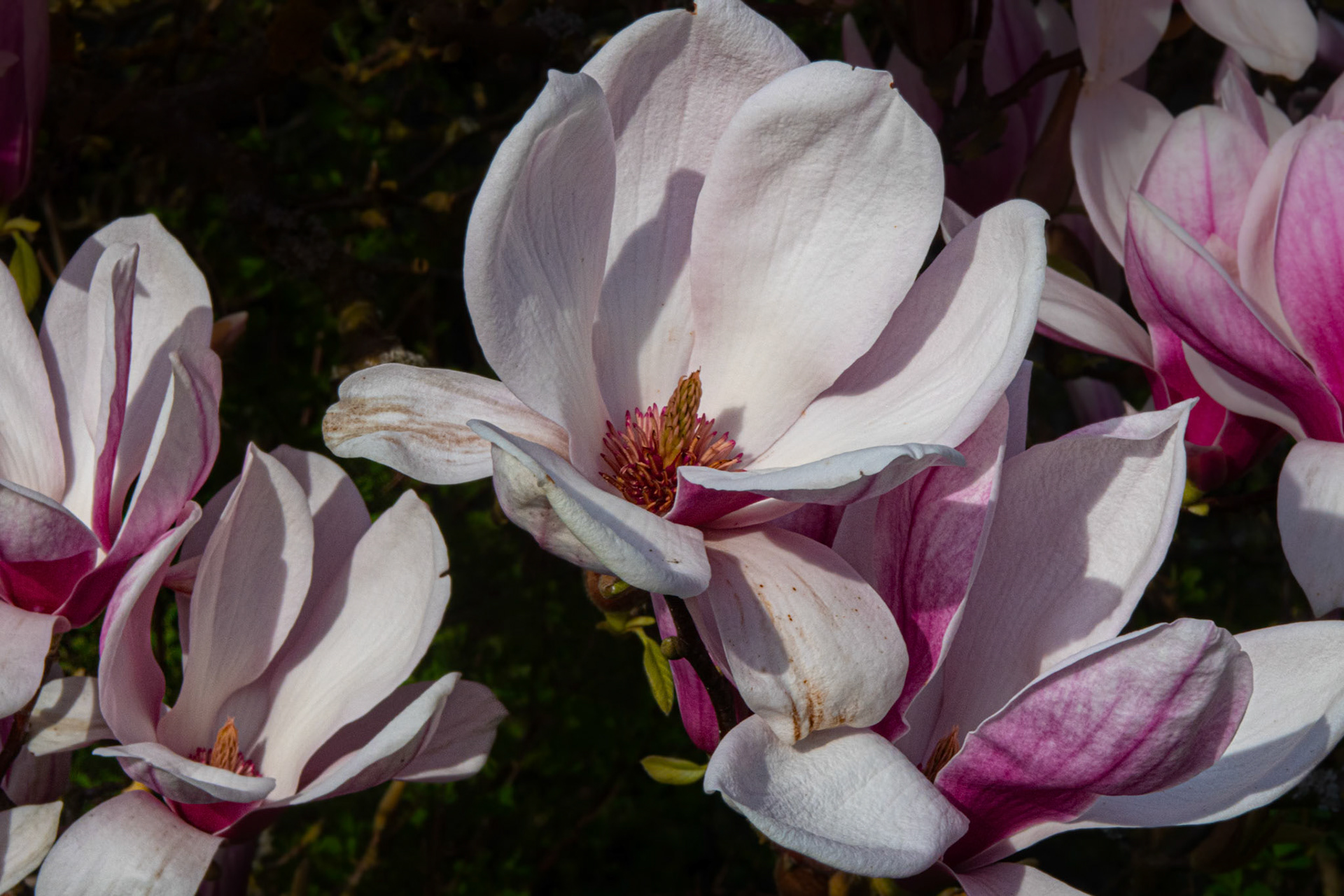 Tulpen-Magnolie (Magnolia × soulangeana)