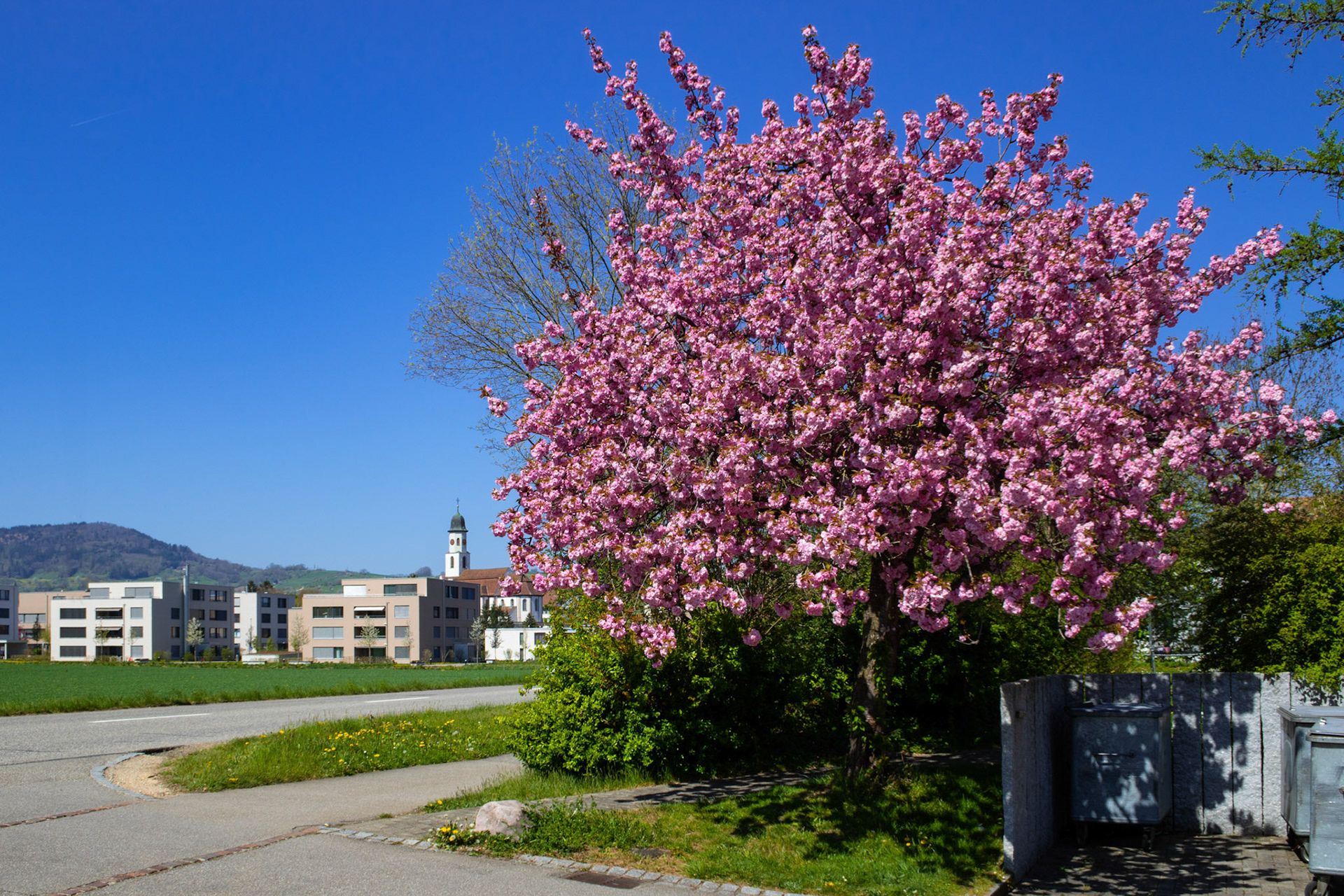 japanischer Nelkenkirschbaum